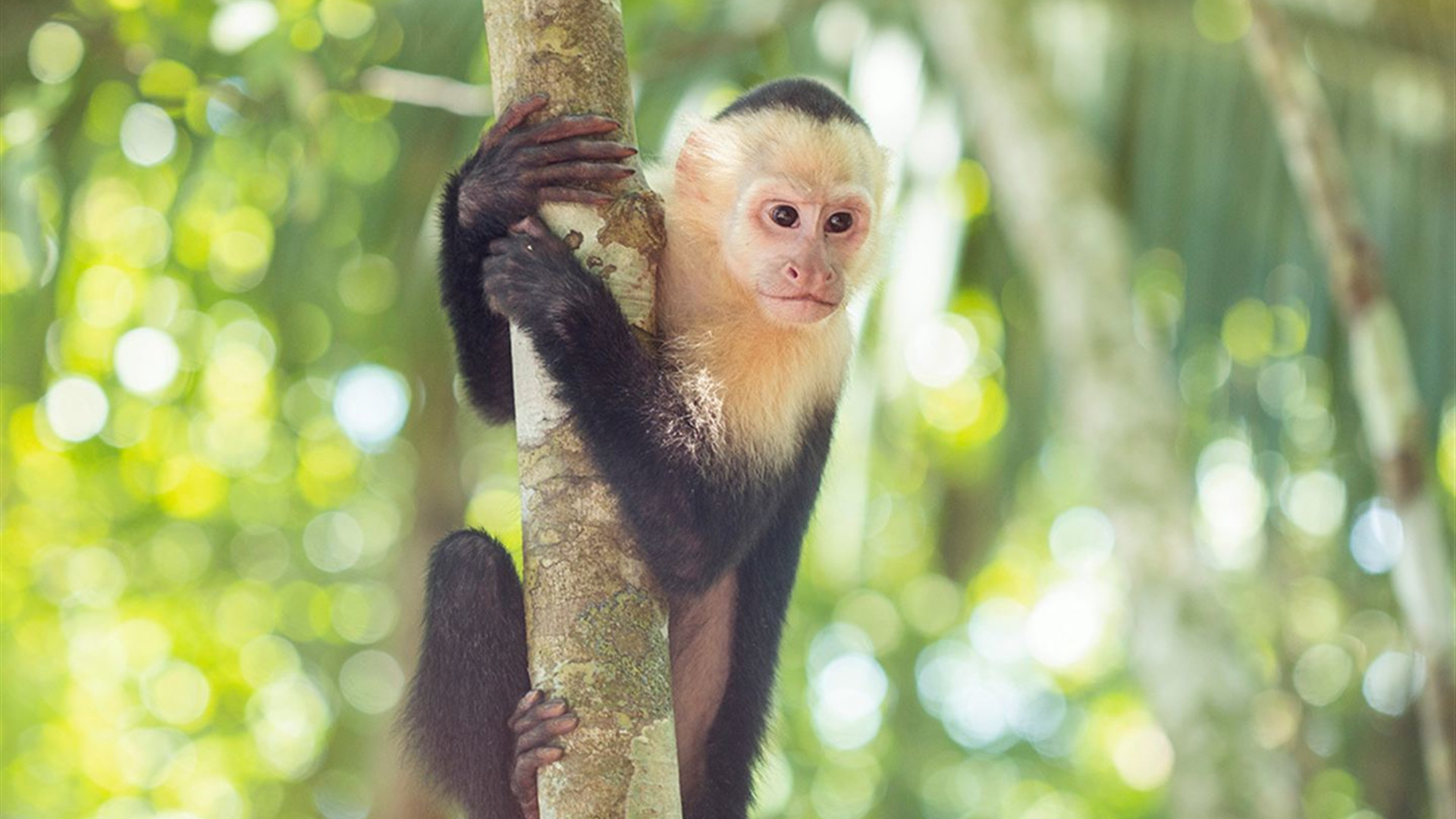 Costa Rica: Tortuguero, Arenal & Manuel Antonio