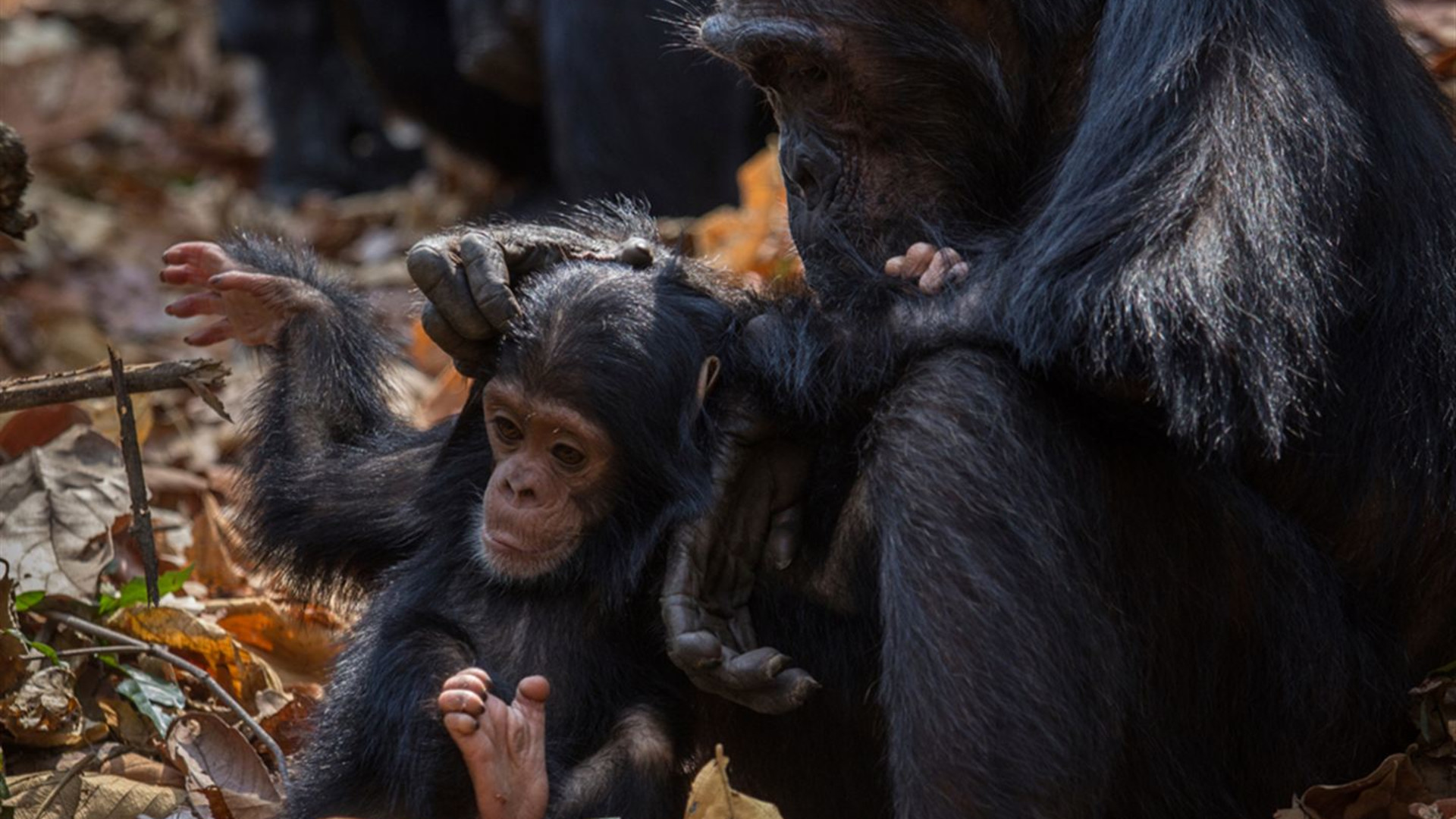 Uganda to Rwanda: Gorilla Treks & Safari Drives