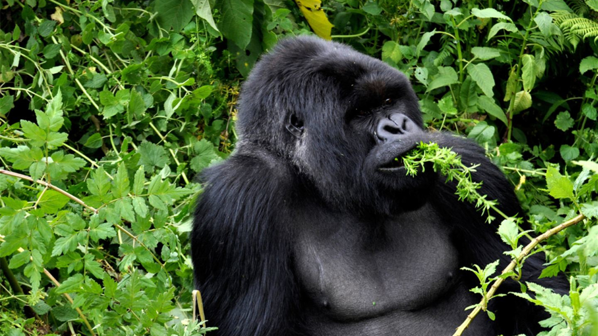 Signature: Kenya & Rwanda — From the Mara to the Mist