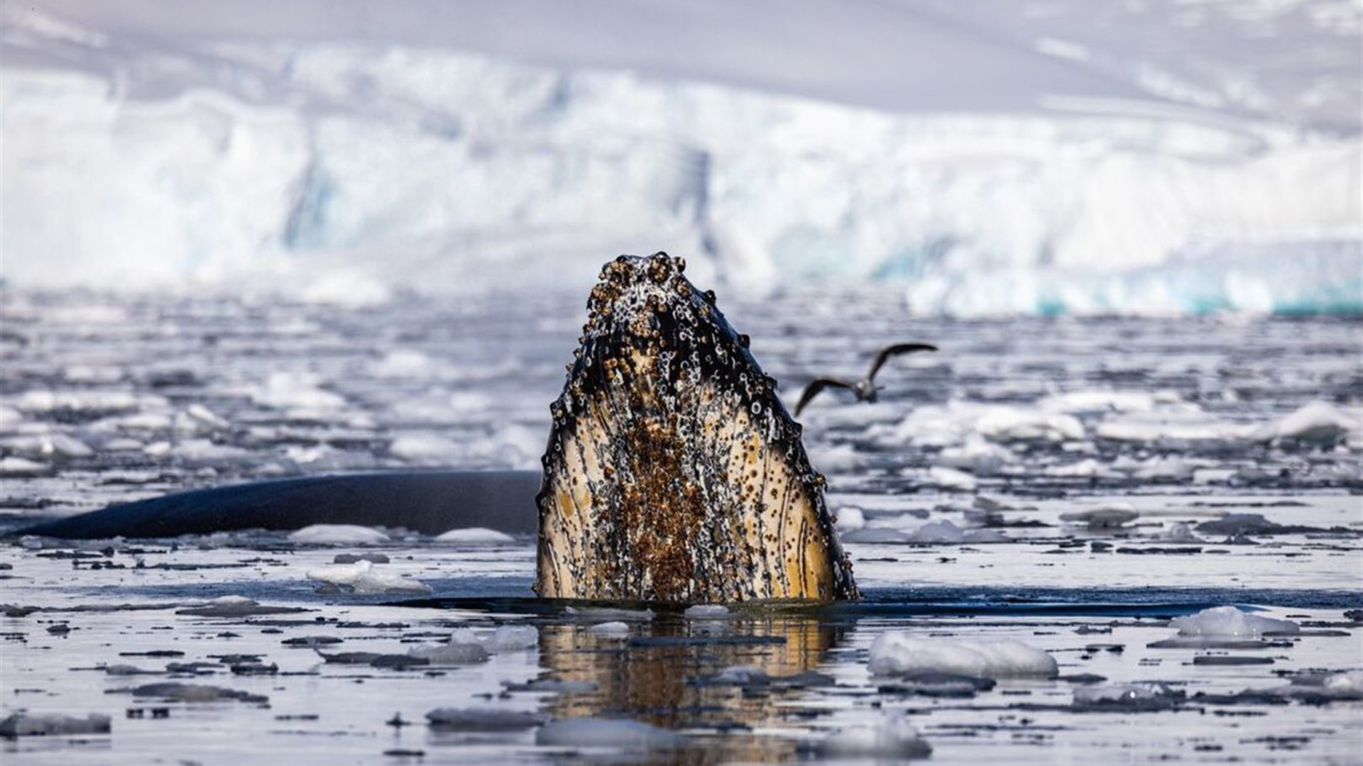 Antarctic Peninsula: The Classic Voyage (Ocean Albatros)