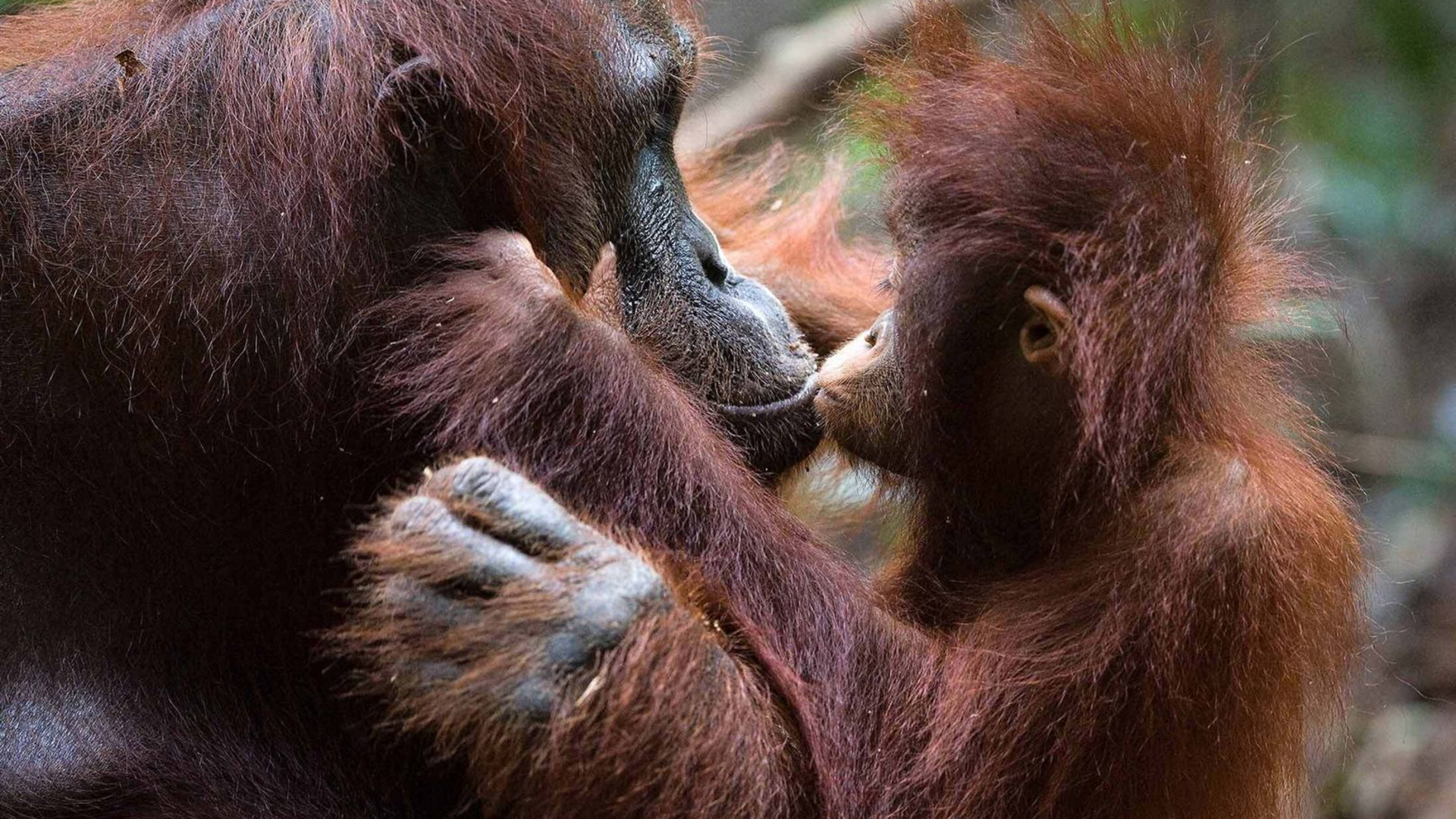 Premium Borneo in Depth