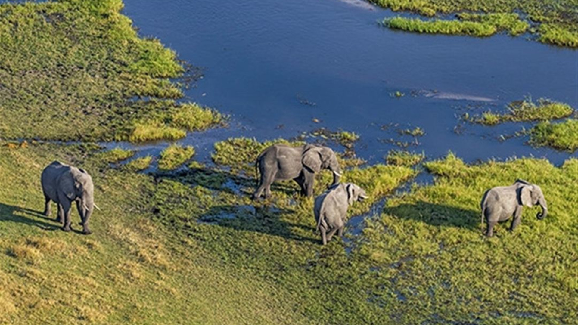 Signature: Botswana's Wildlife & the Okavango Delta