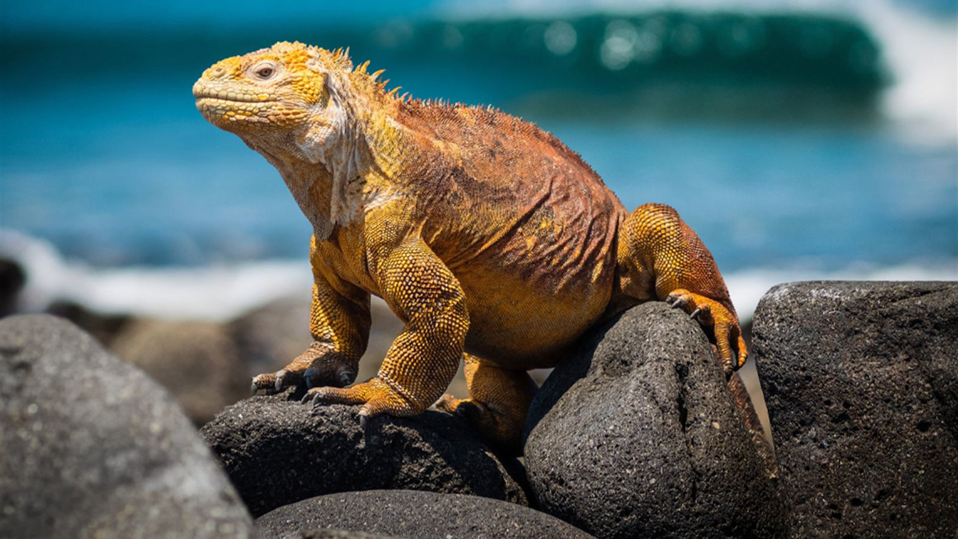 Peru & Galapagos by Yacht 