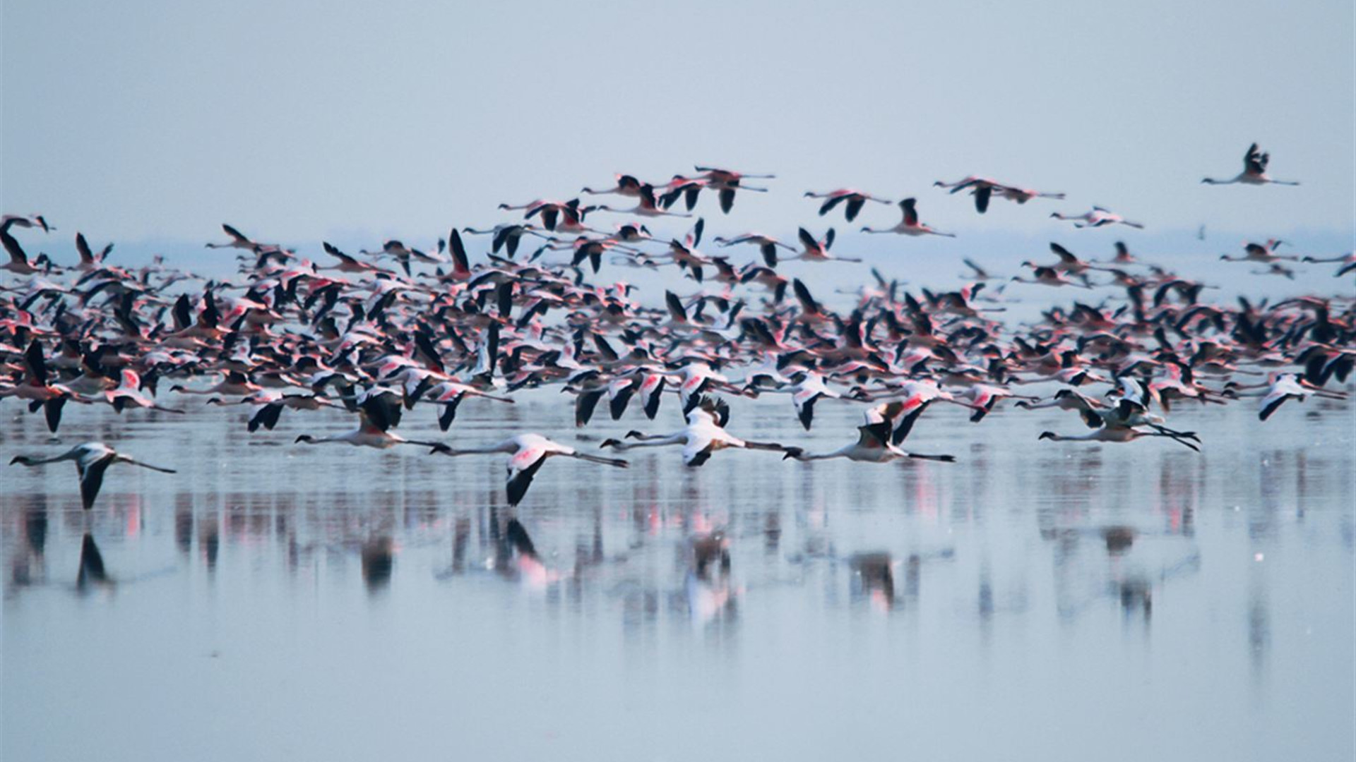 Botswana   komplett –   Nationalparks & Tierwelt im Delta