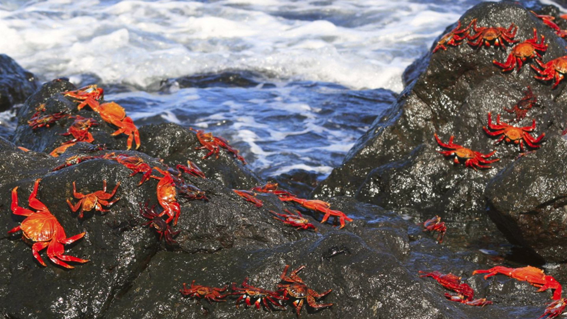Galápagos – Östliche, zentrale und westliche Inseln an Bord der Eden