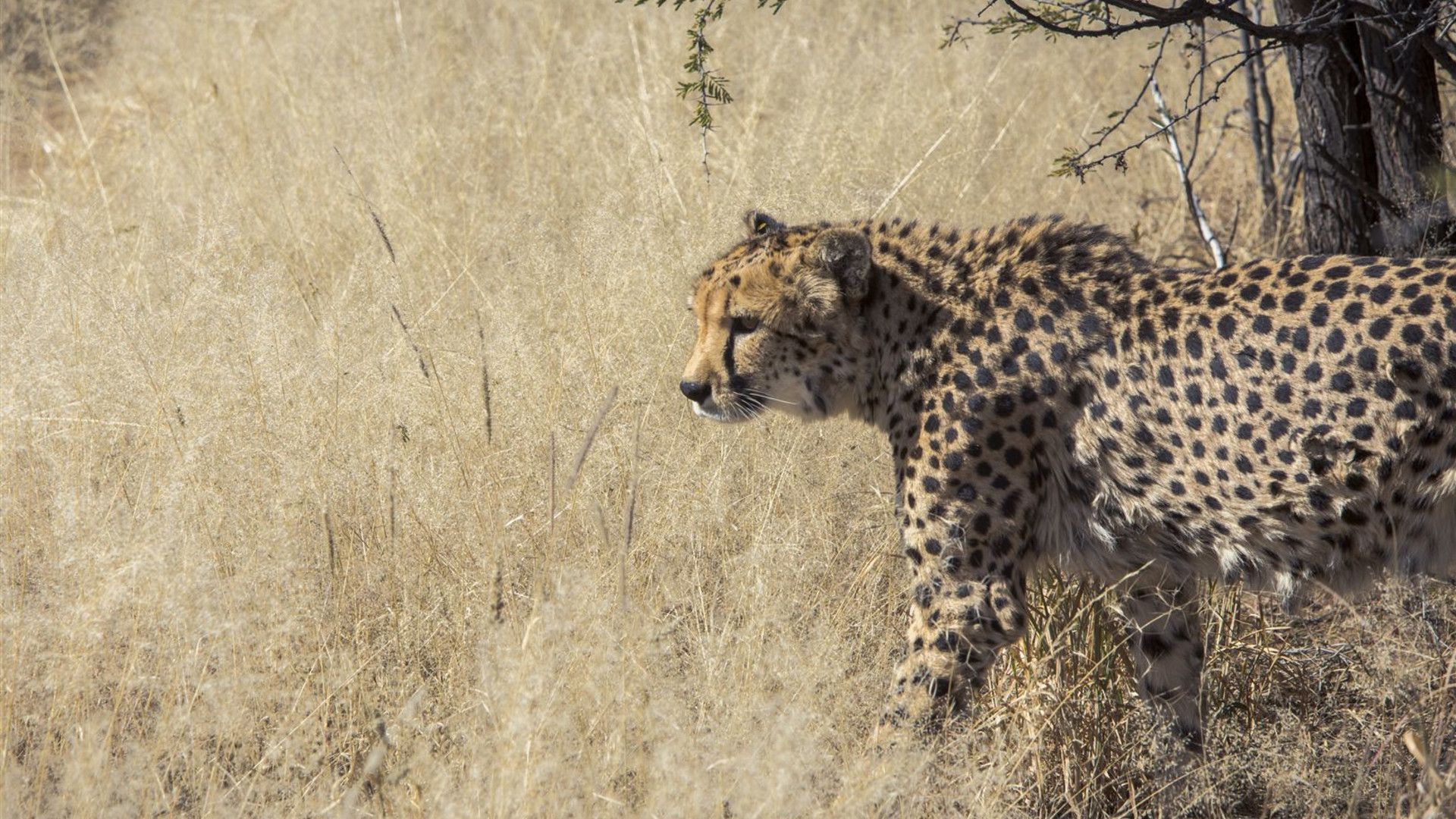 Journeys: Southern Africa Highlights