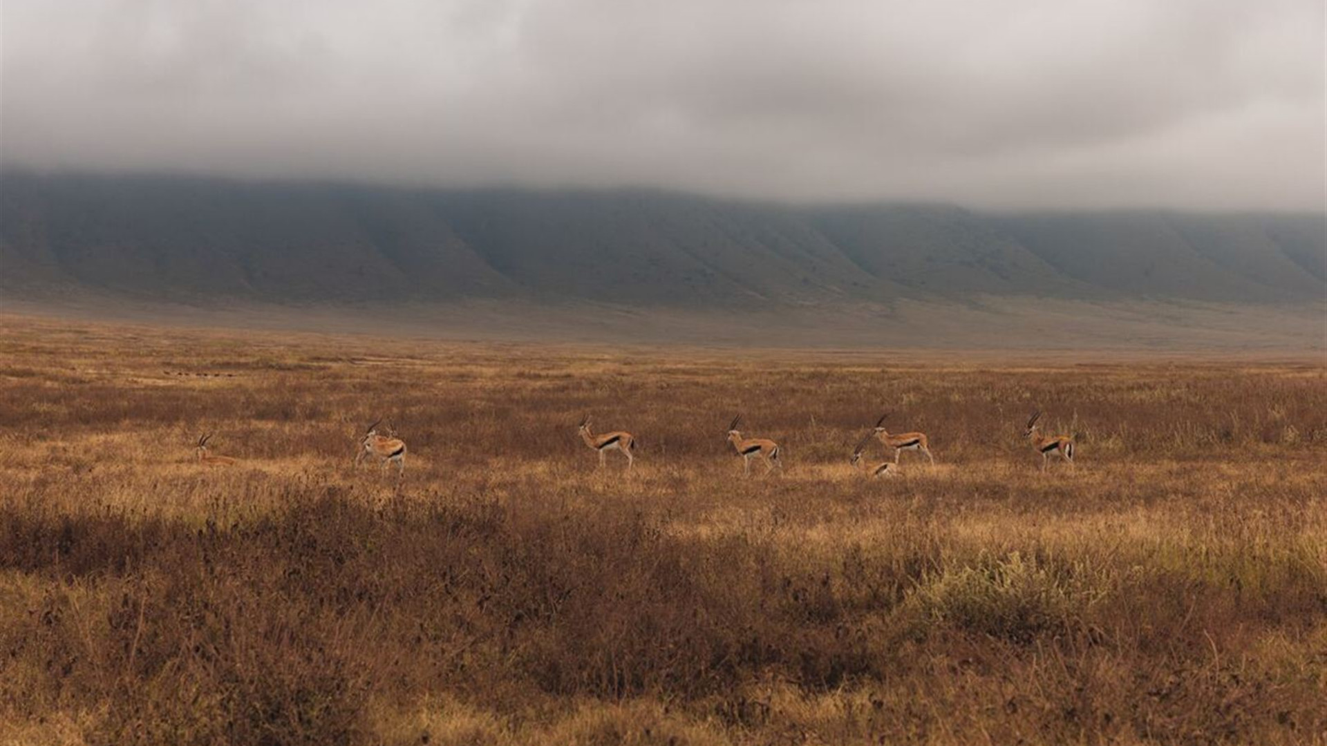 East Africa Highlights