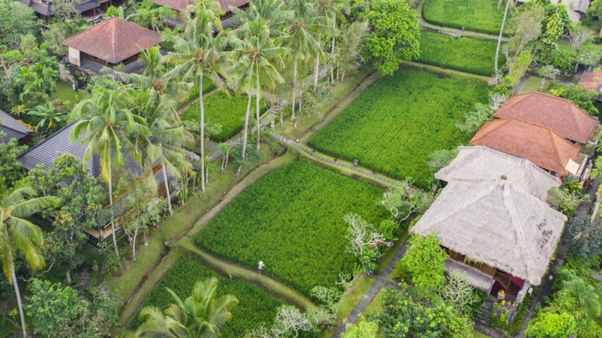 Primates & Dragons of Indonesia
