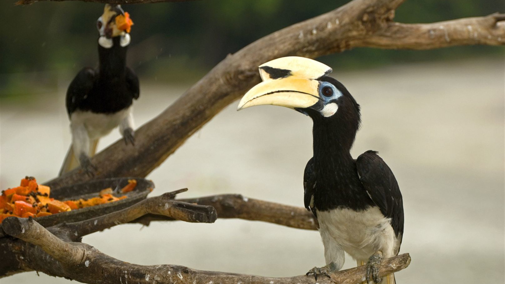 Wild Sarawak