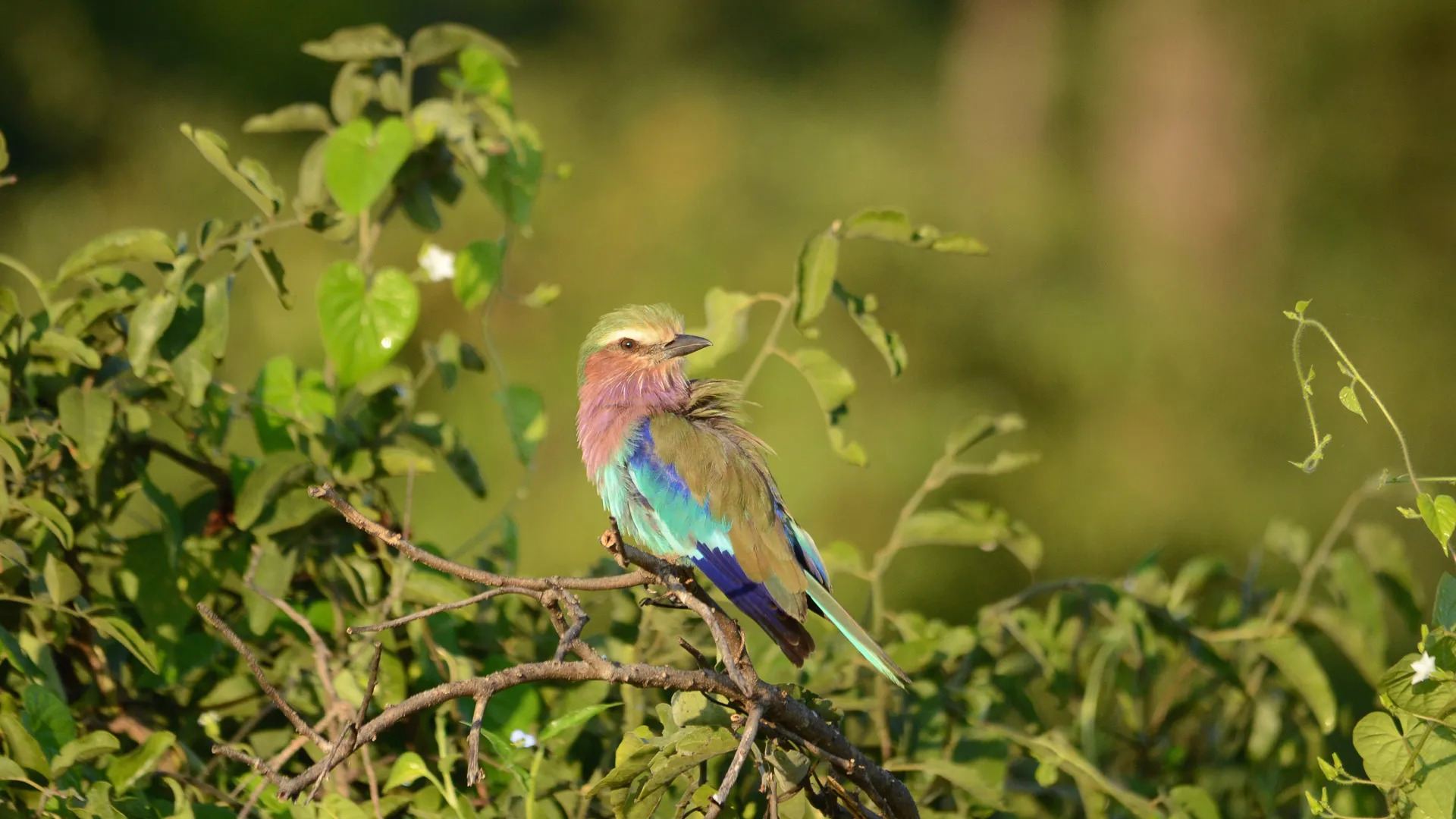 Signature: Southern Africa’s Highlights, Cape Town to the Okavango Delta