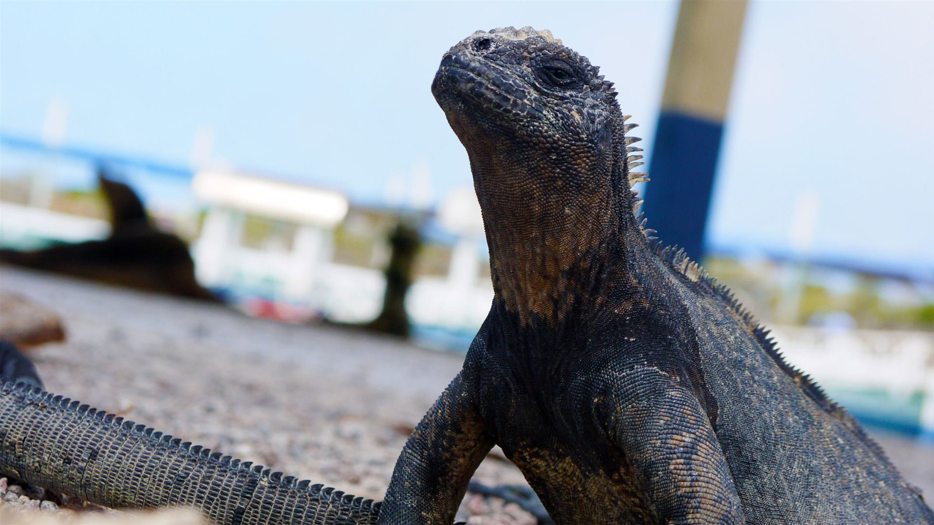 Galapagos Multisport