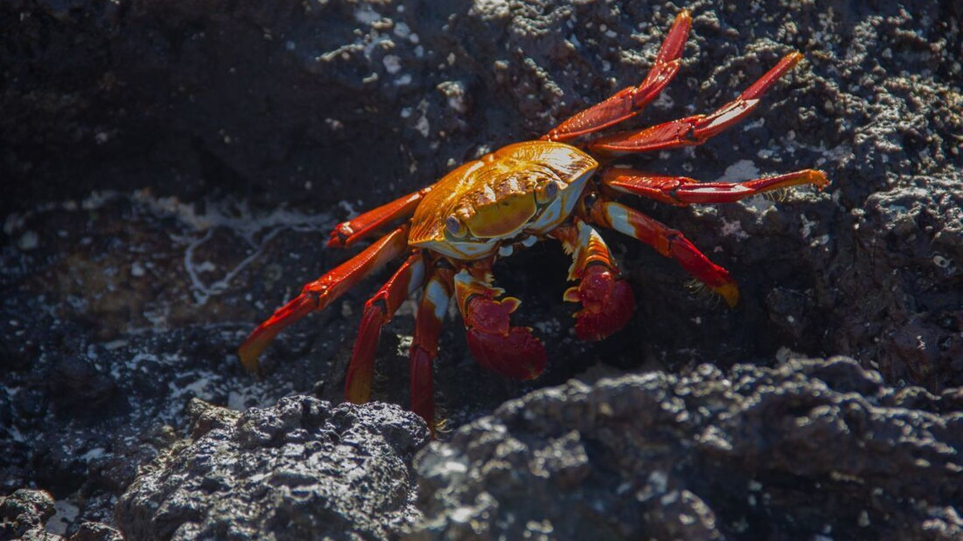 Galapagos Explorer: Southern Islands (Grand Queen Beatriz)