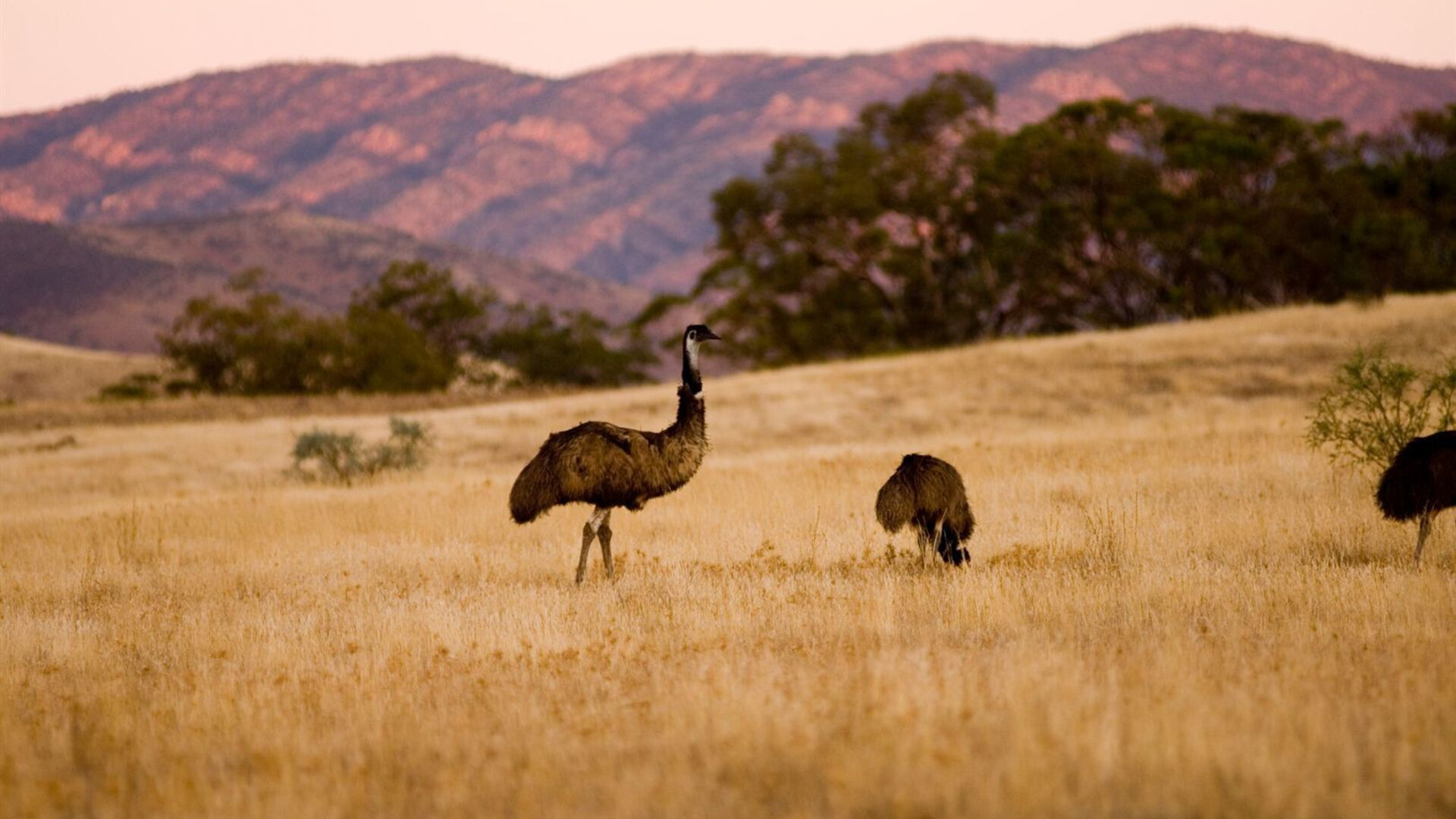South Australia's Arkaba Walk (ex-Adelaide)
