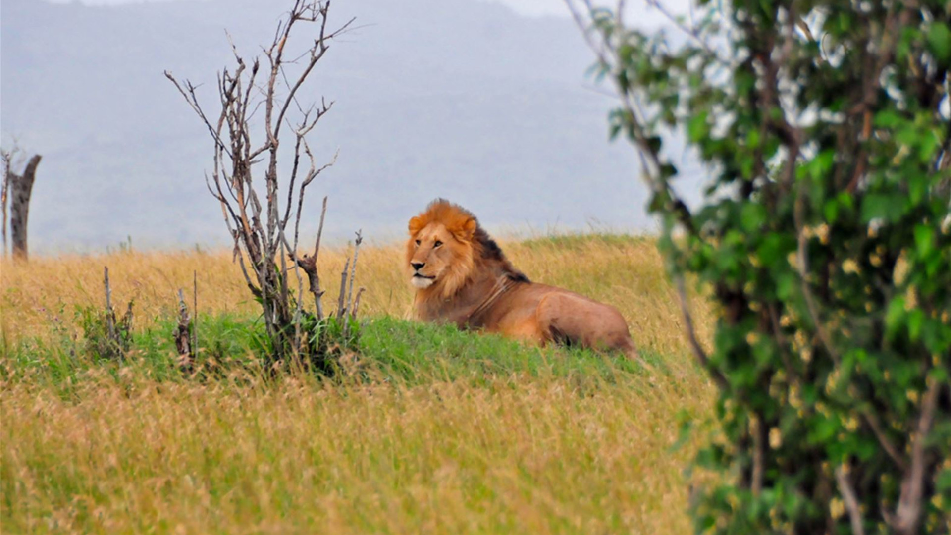 African Safari: Kenya & Tanzania