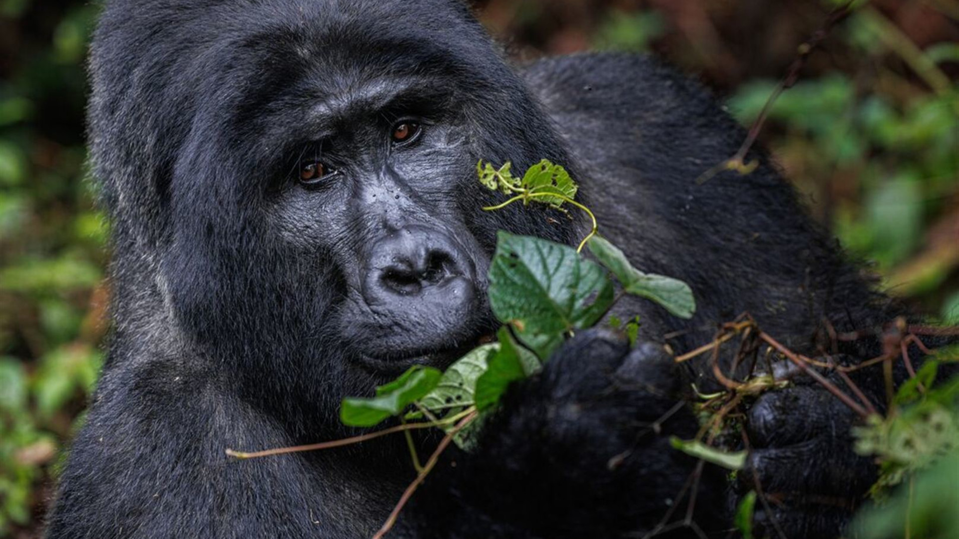 Johannesburg to Gorillas