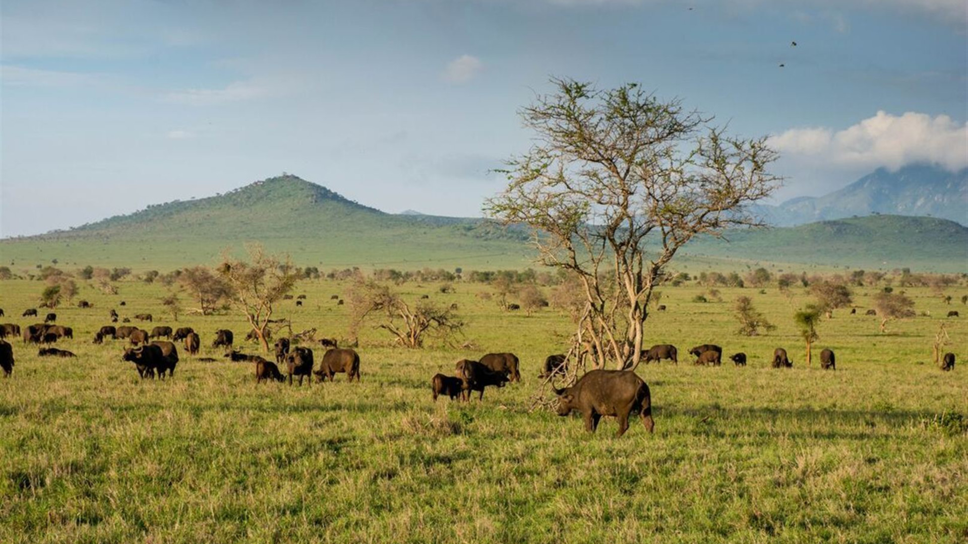 Kenya by Rail: Trains, Safaris & Beaches 