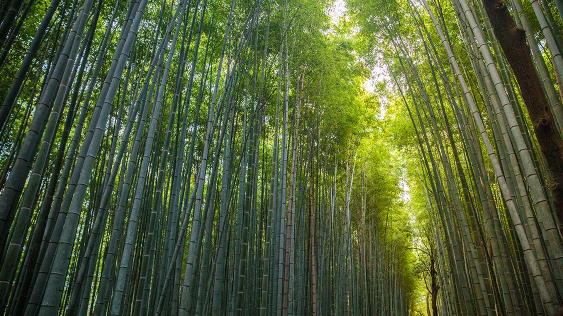 Premium Highlights of Japan