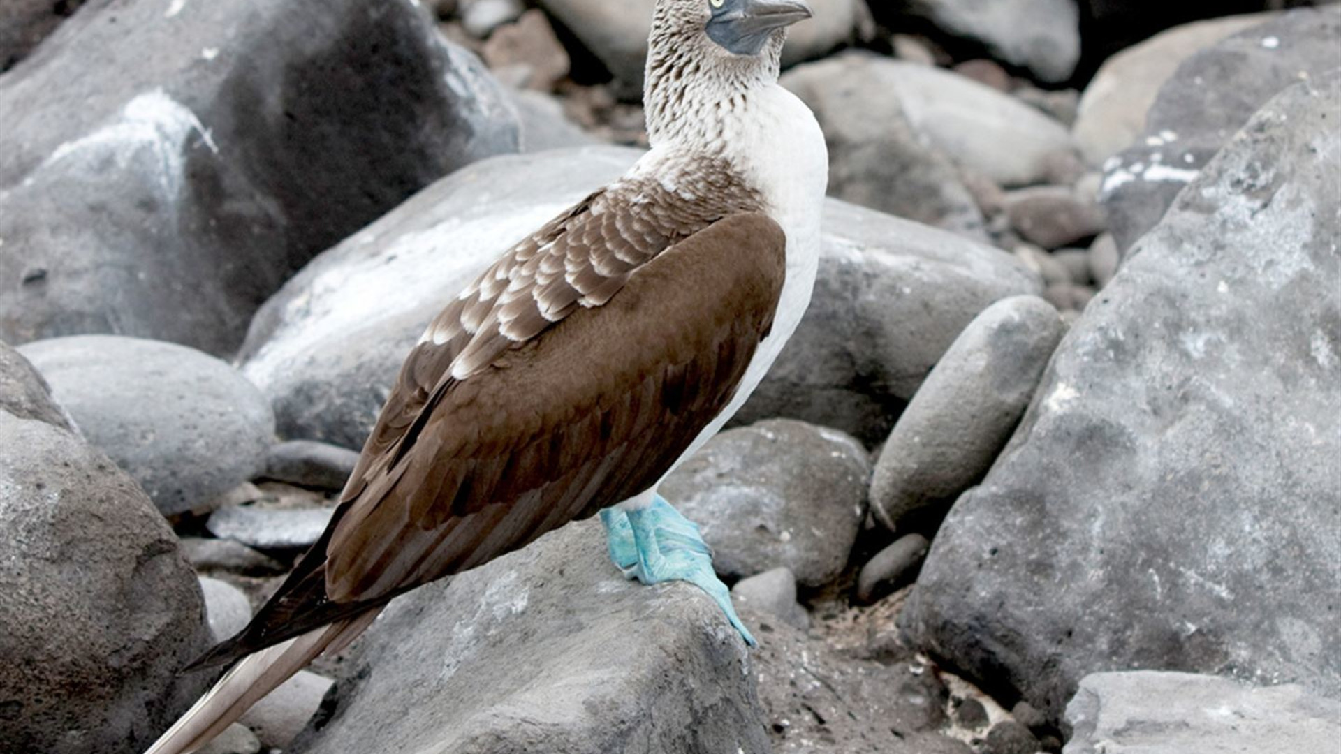 Galápagos – Östliche, zentrale und westliche Inseln an Bord der Eden