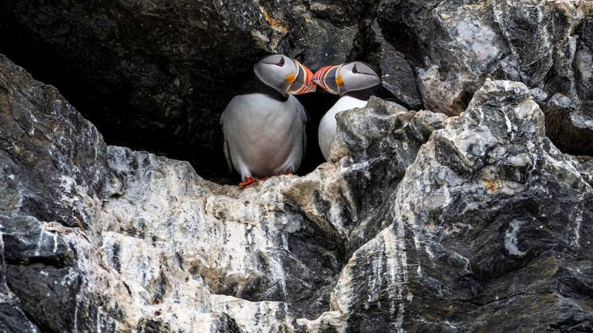 Four Arctic Islands (Ocean Albatros) 