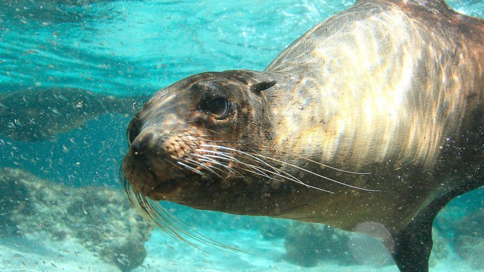 Galapagos Explorer: Southern Islands (Grand Queen Beatriz)