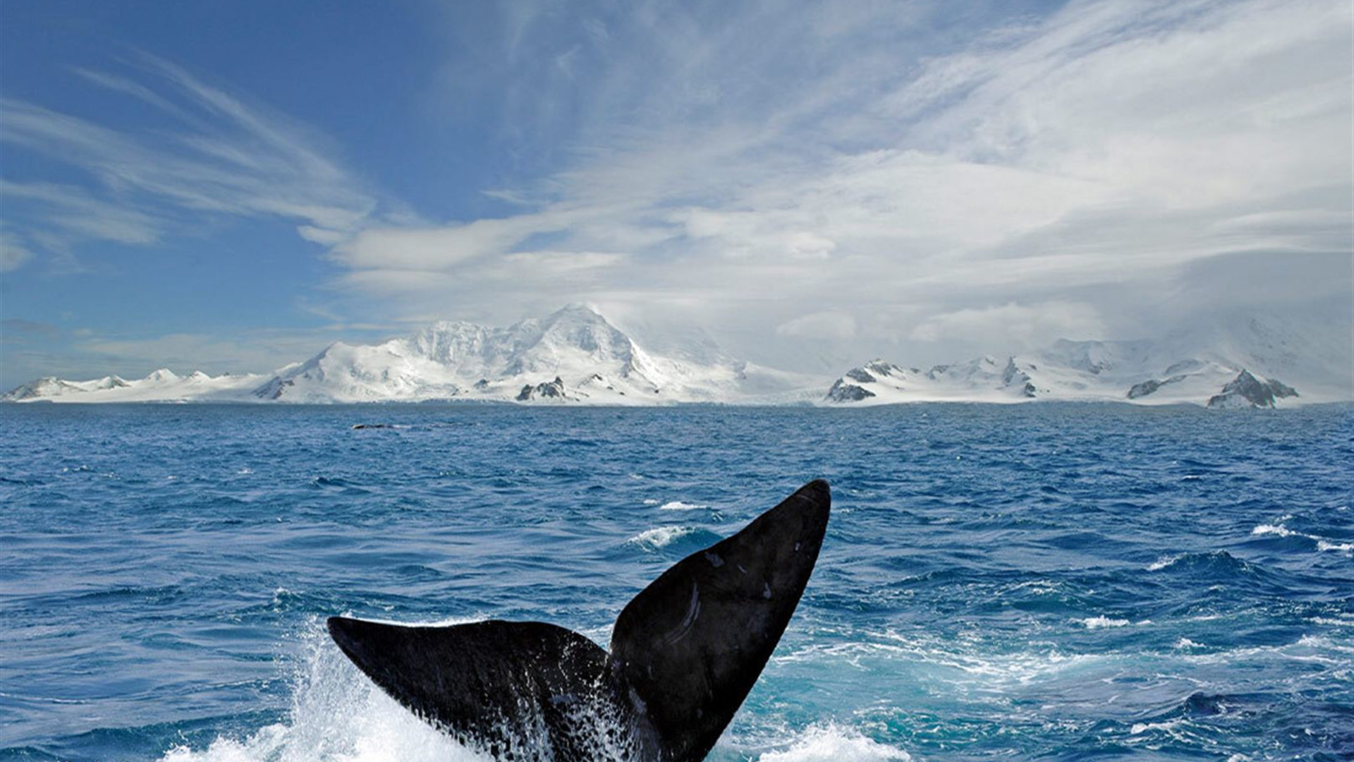 Antarctica's Whale Season (Ocean Albatros) 