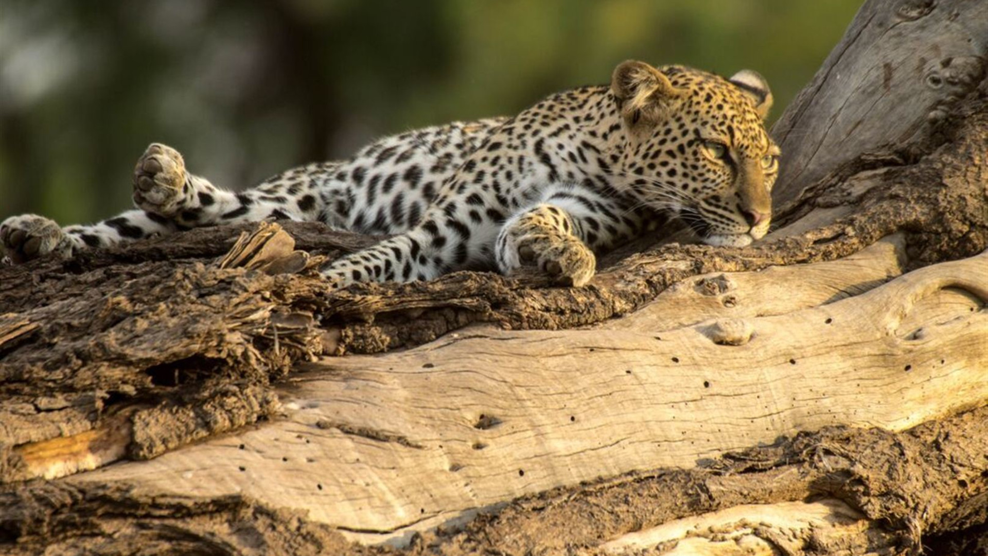 18 to 35s Essential African Safari