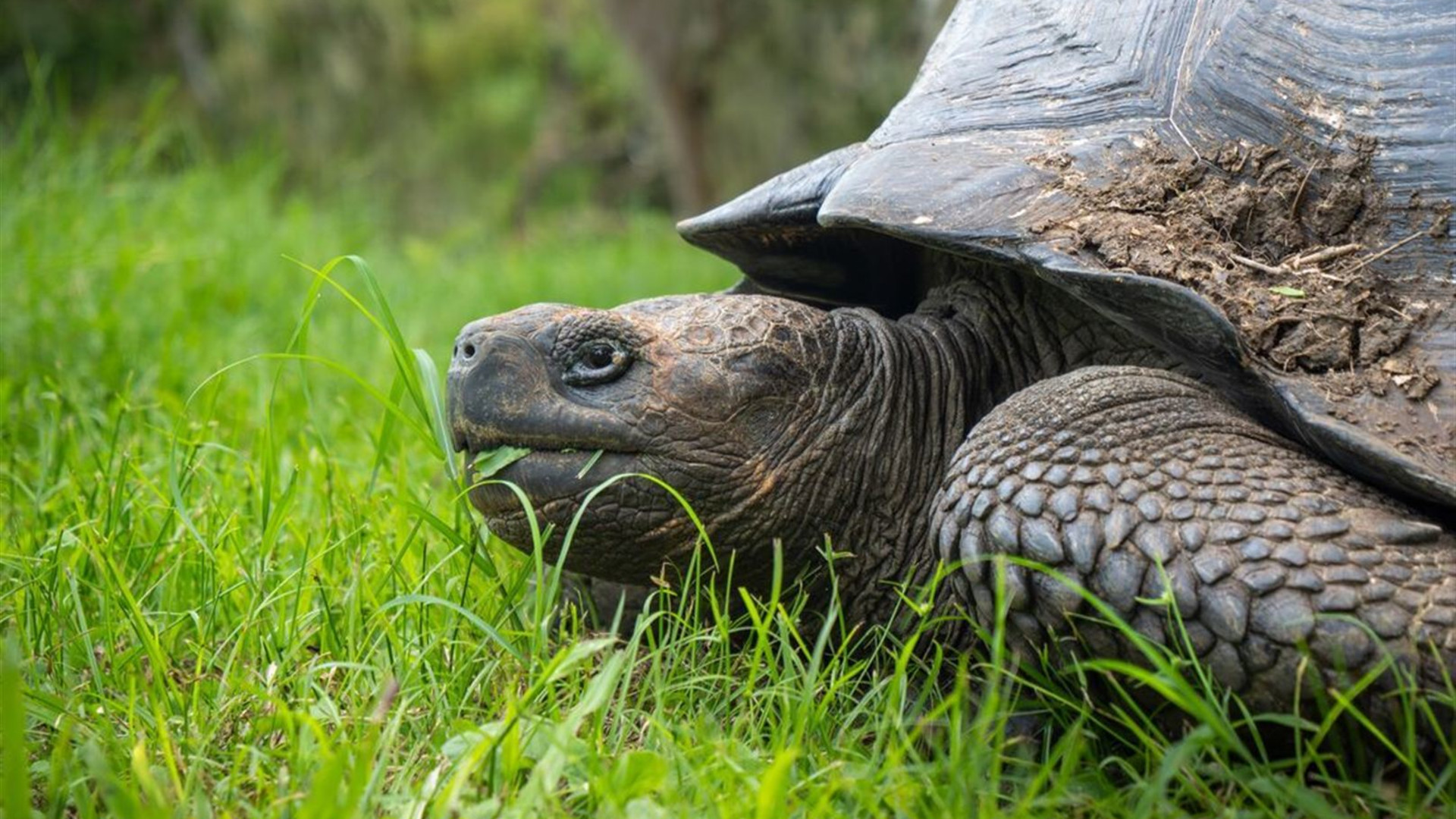 Galapagos Cruise & Peru’s Land of the Incas (Grand Daphne)