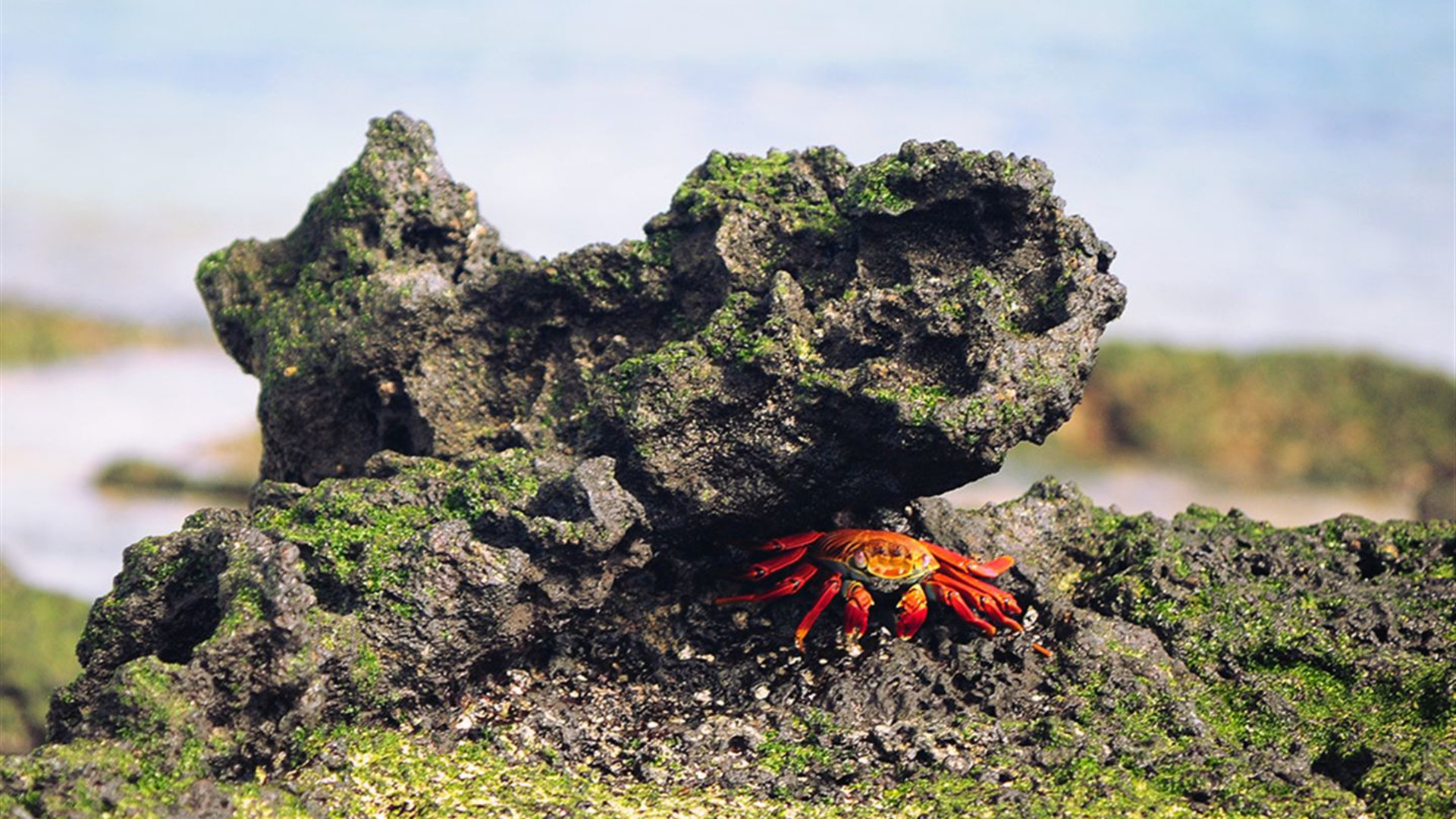 Galapagos — South & East Islands aboard the Eden