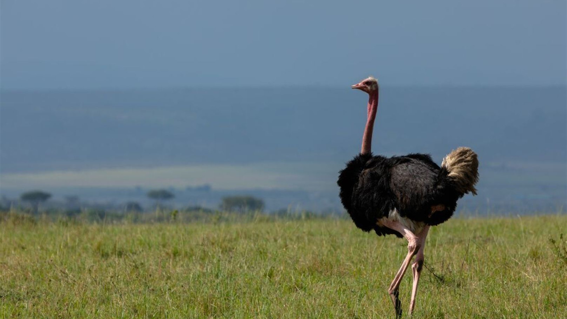 East Africa Highlights