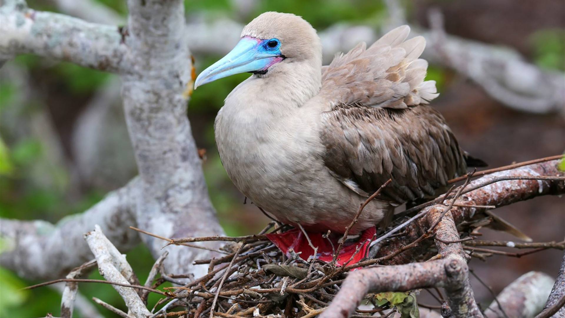Ecuador Amazon & Galapagos Family Holiday