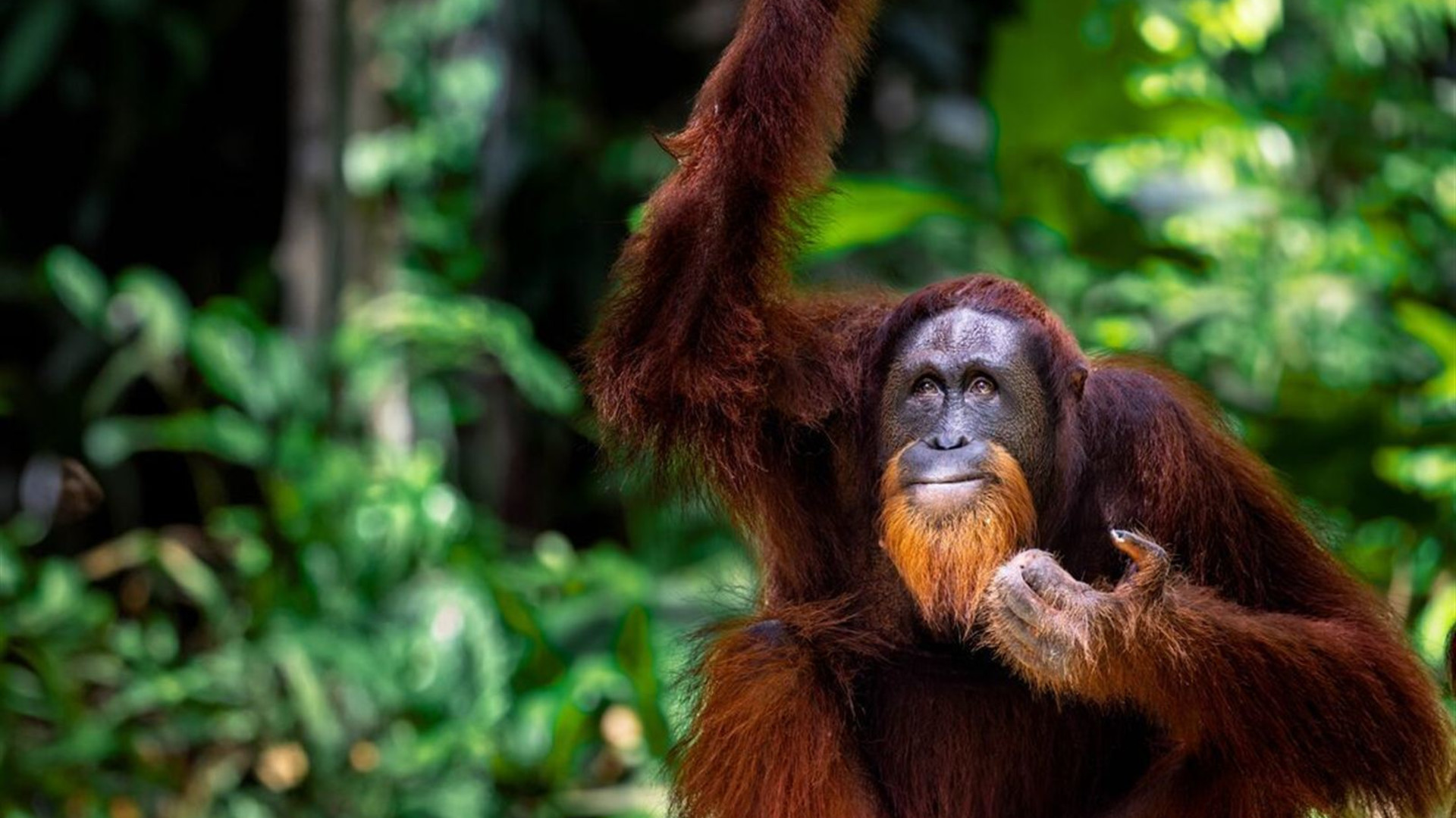 Classic Borneo