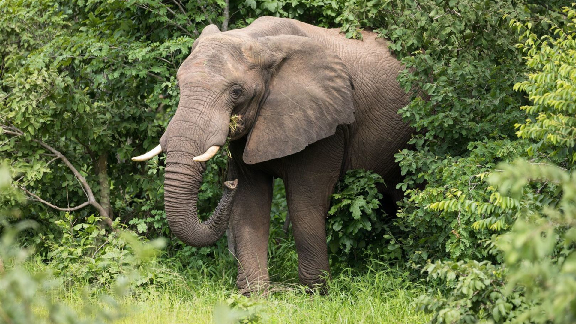 Premium Kenya & Southern Africa Highlights