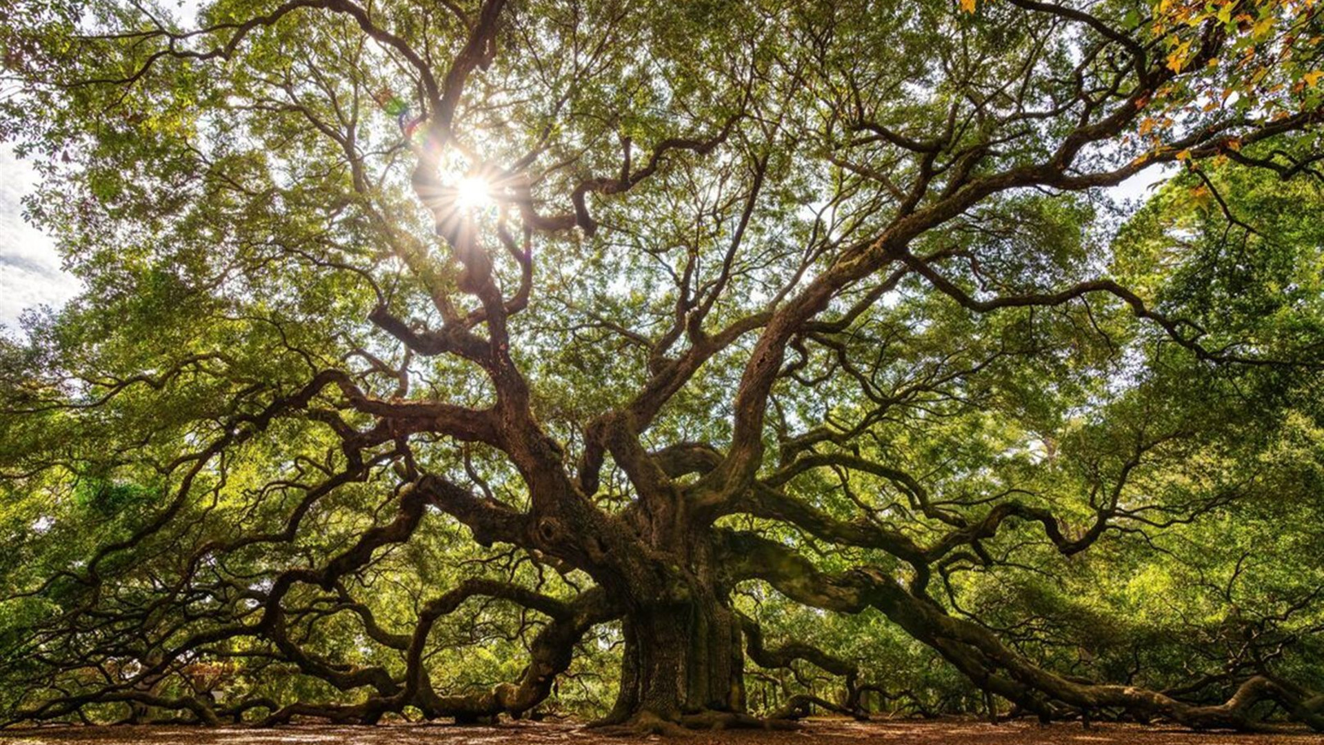 Southern Heritage: Charleston to Nashville