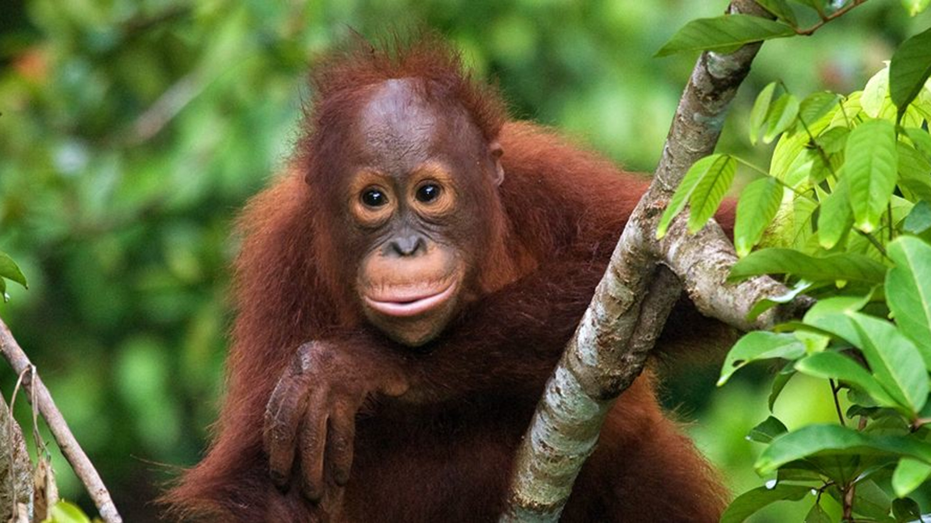 Sabah Adventure
