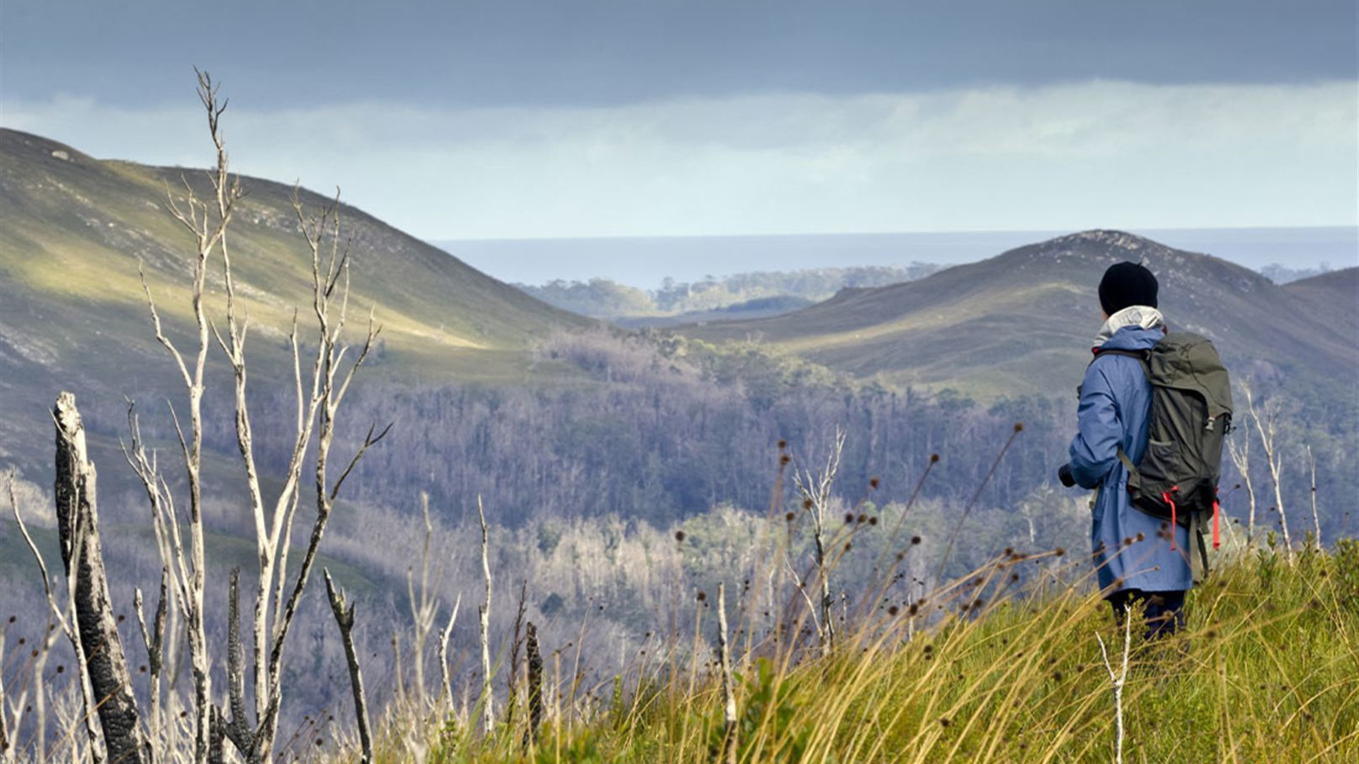 Walk Tasmania's Tarkine & Cradle Mountain