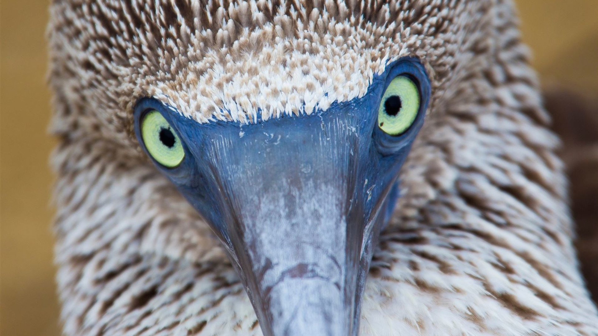 Galapagos Wildlife Cruise (Archipel I)