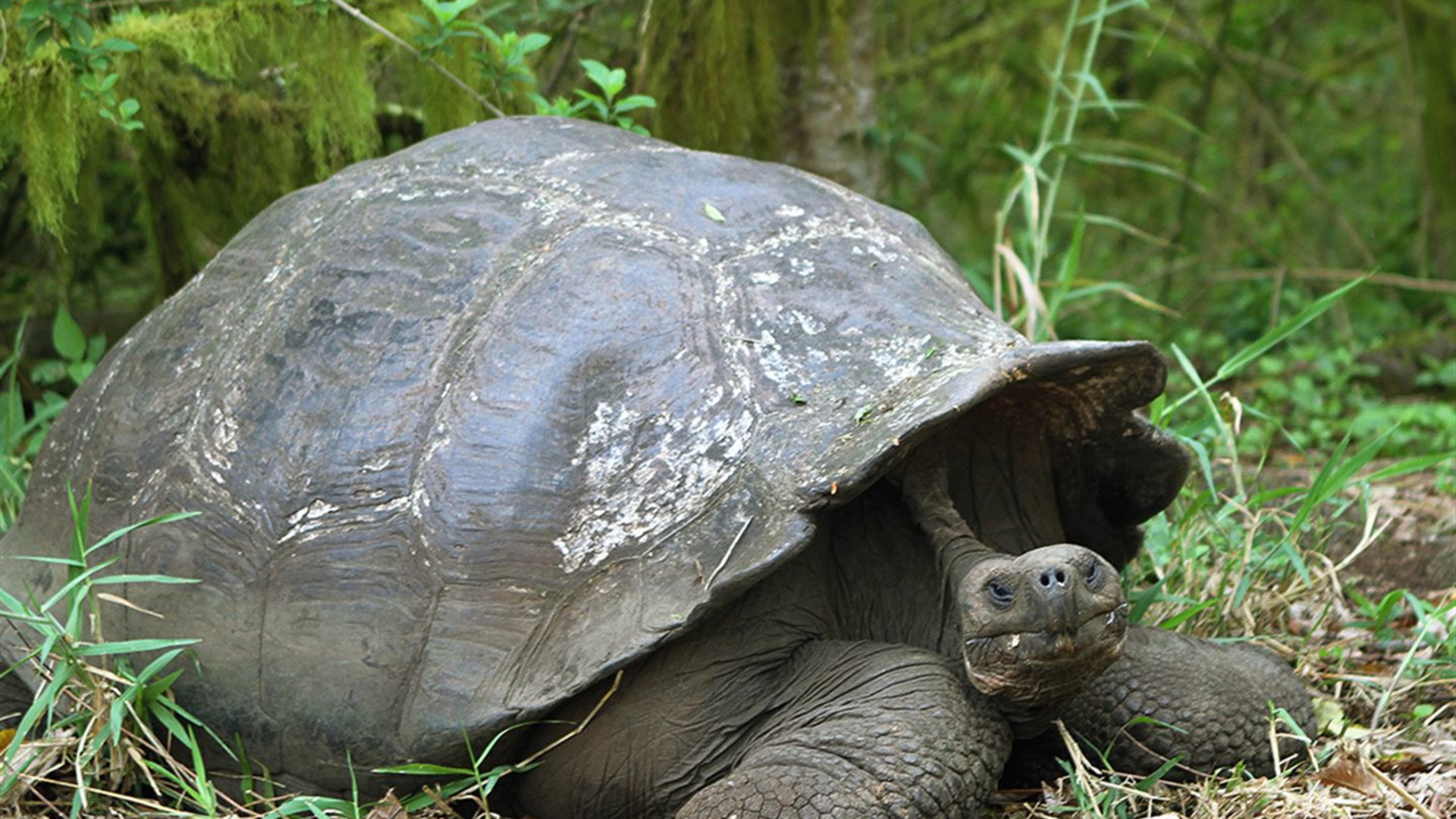 Galápagos – Östliche, zentrale und westliche Inseln an Bord der Eden