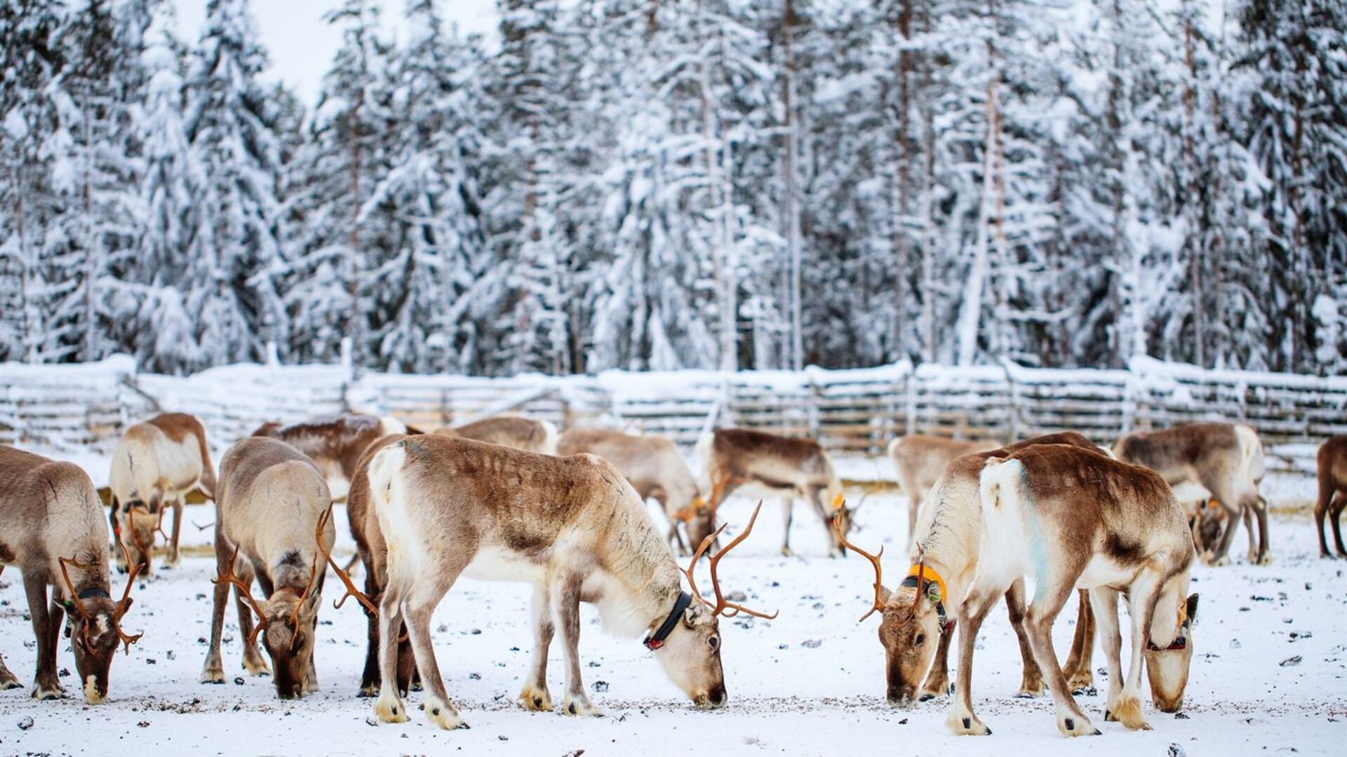 Finnish Lapland in Winter
