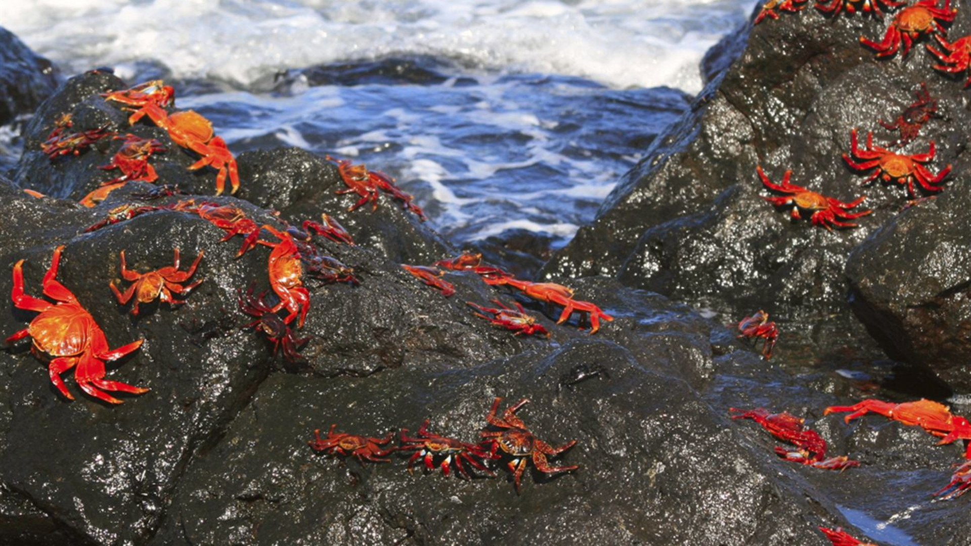 Galápagos – Östliche, zentrale und westliche Inseln an Bord der Eden