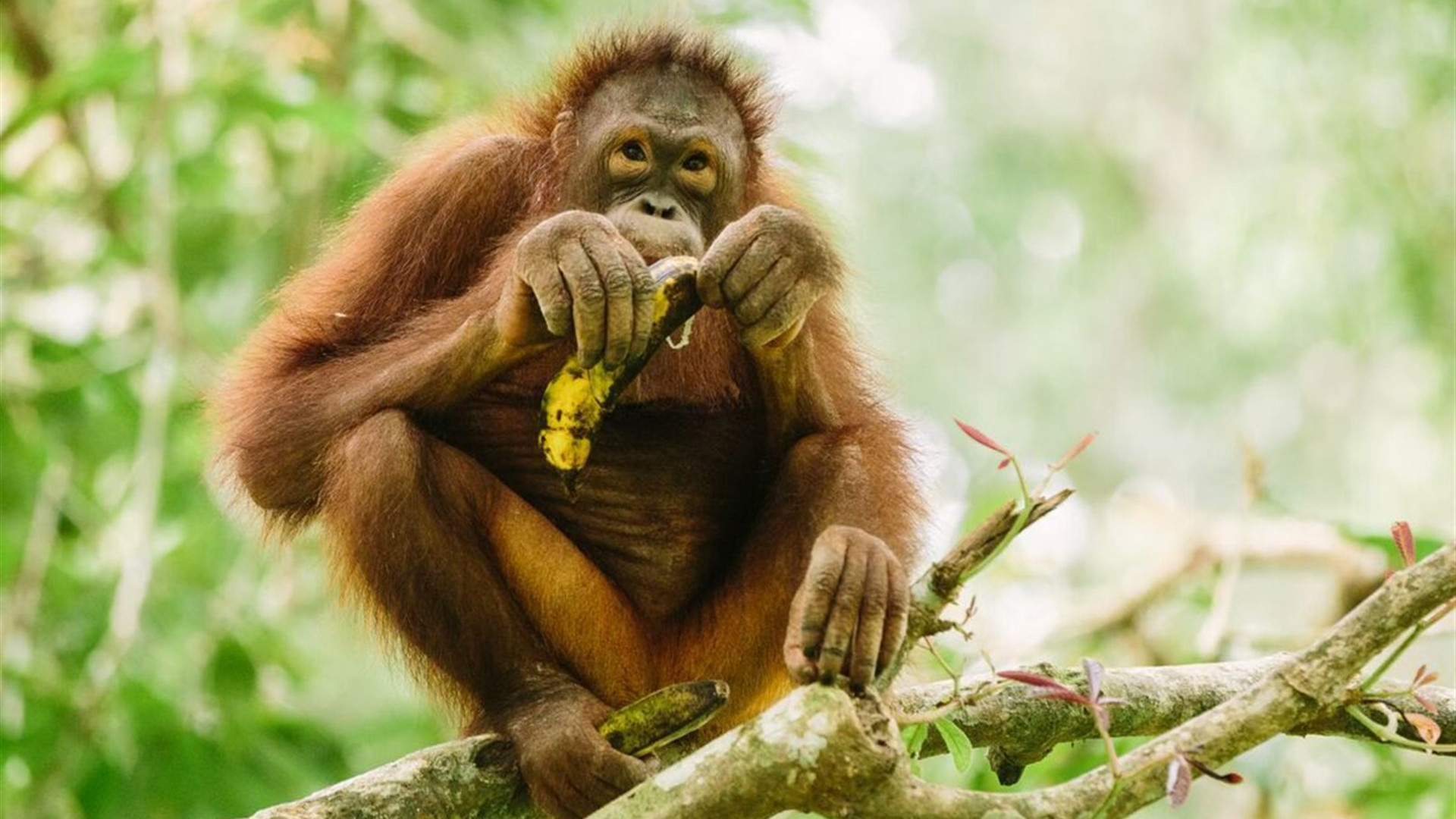 Classic Borneo