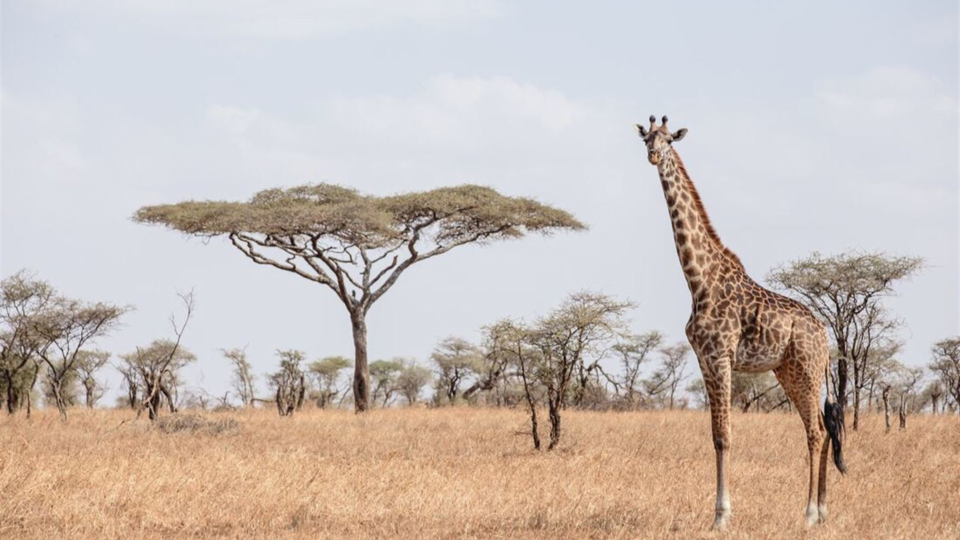 Tanzania Family Safari