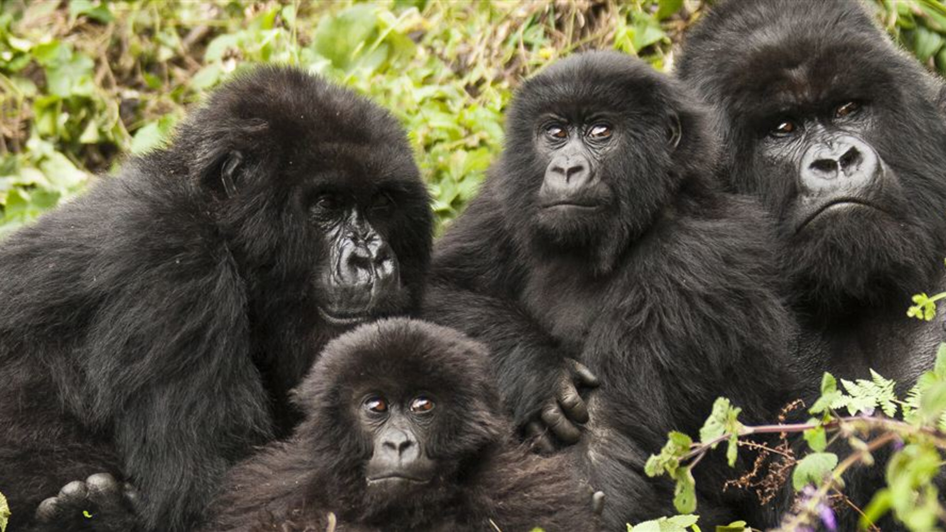 Remarkable Rwanda & Gorillas of Uganda