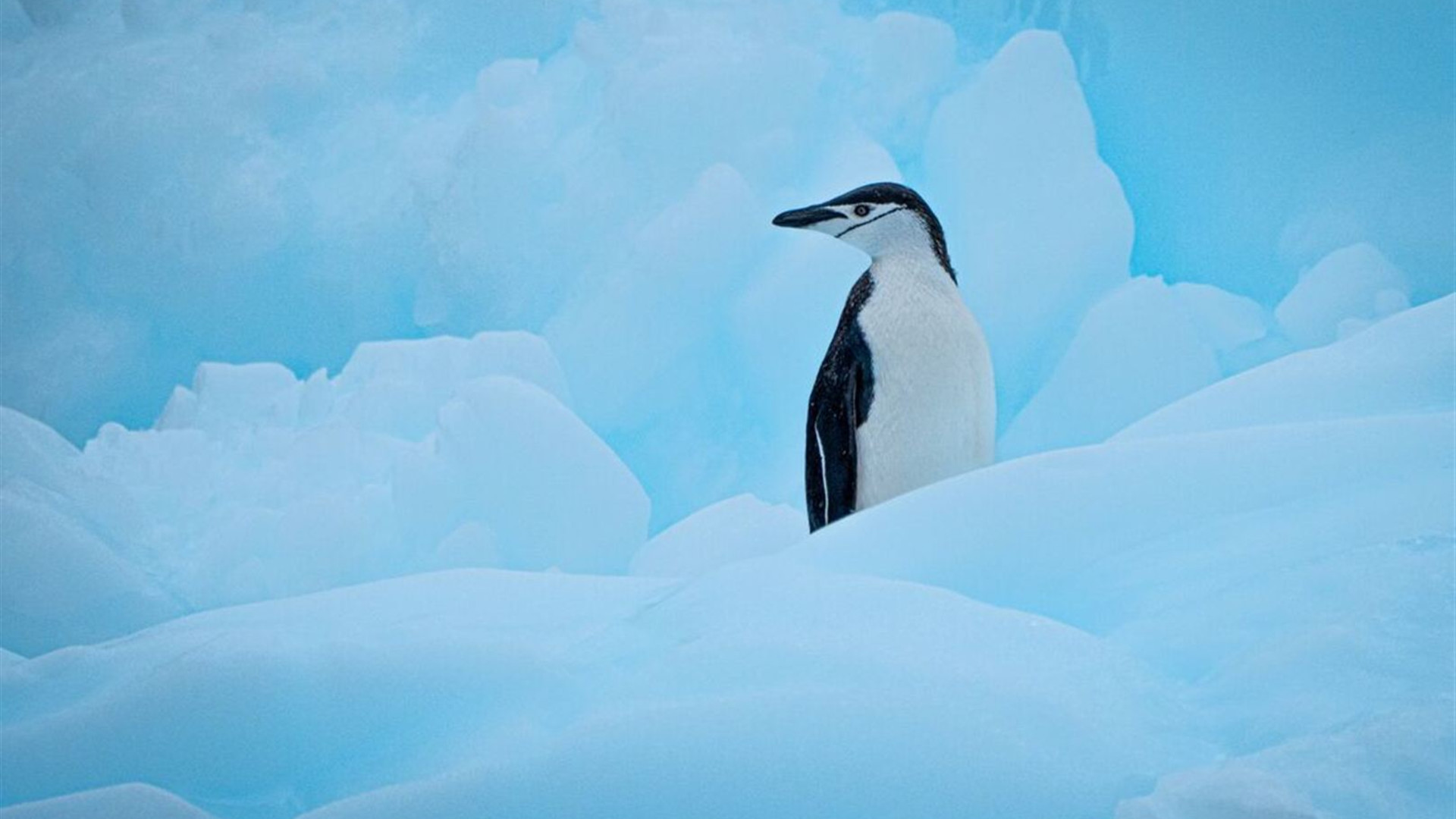 Antarctic Peninsula: An Explorer's Expedition (Ocean Nova) 