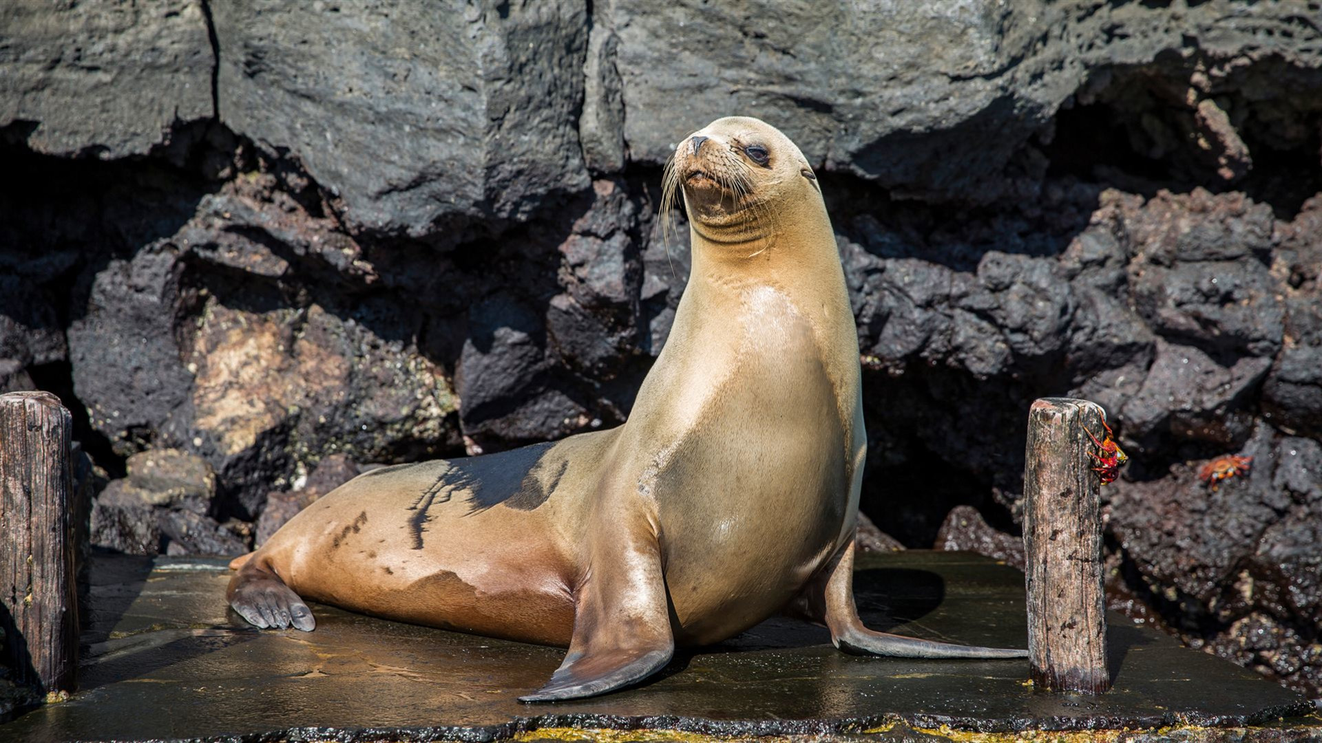 Galápagos – Östliche, zentrale und westliche Inseln an Bord der Eden