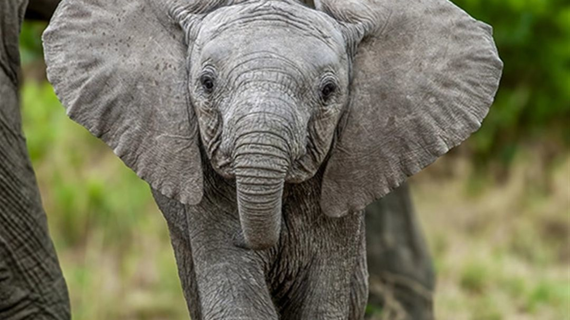 Signature: Kenya & Rwanda — From the Mara to the Mist