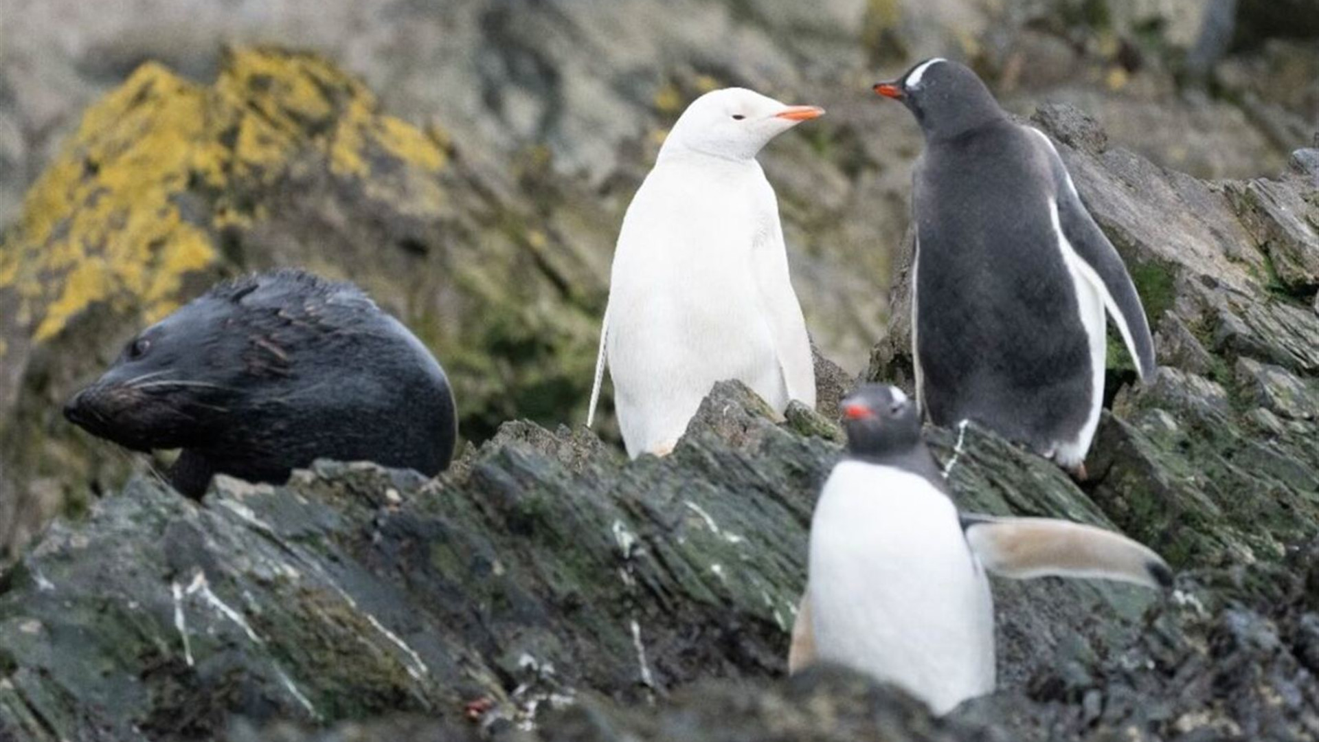 Crossing the Antarctic Circle (Ocean Albatros)