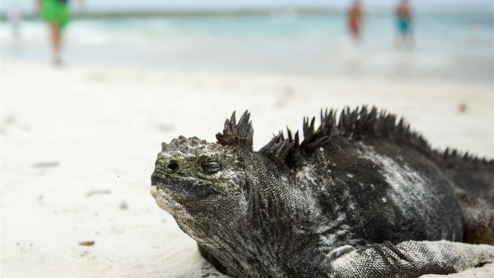 Galápagosinseln: Die Tierwelt von Santa Cruz & Isabela