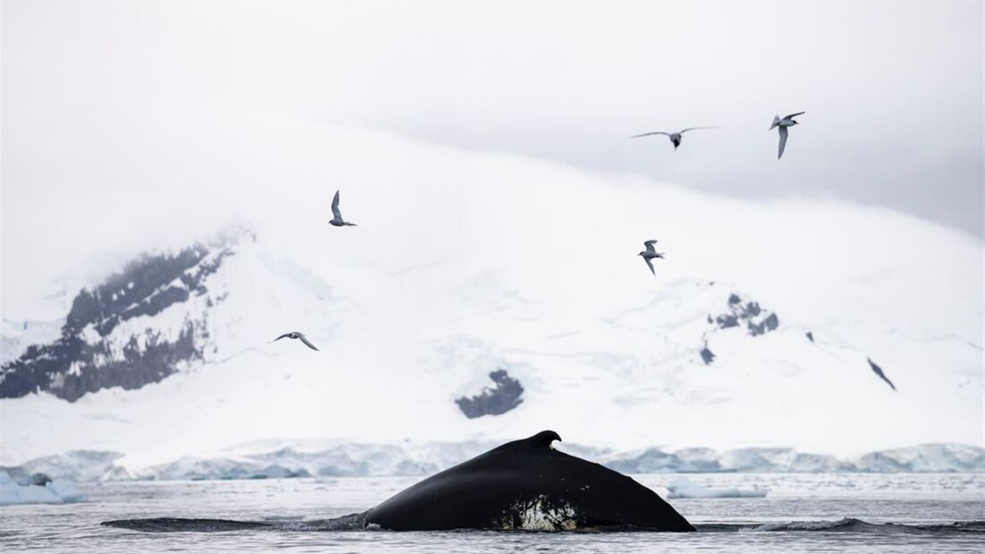 Antarctic Peninsula: The Classic Voyage (Ocean Victory) 
