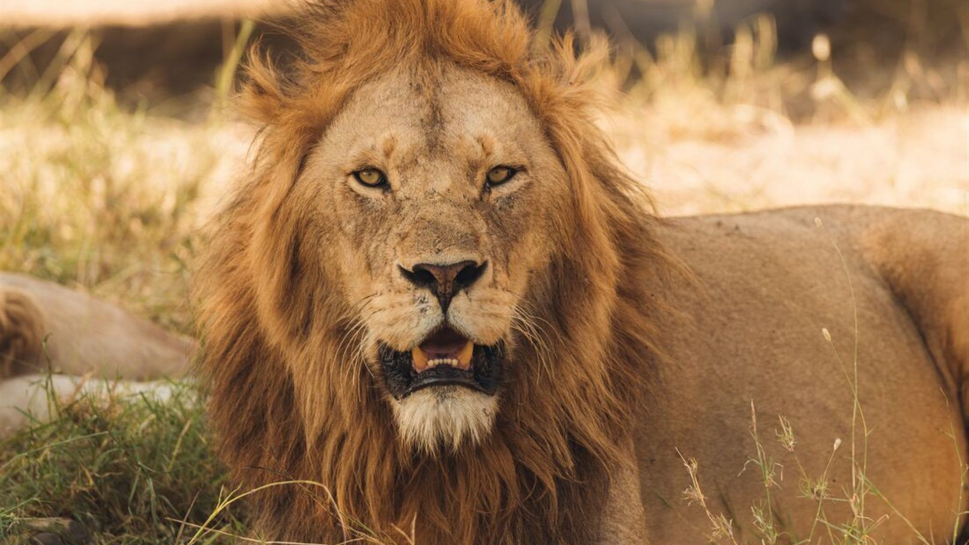 Serengeti Trail