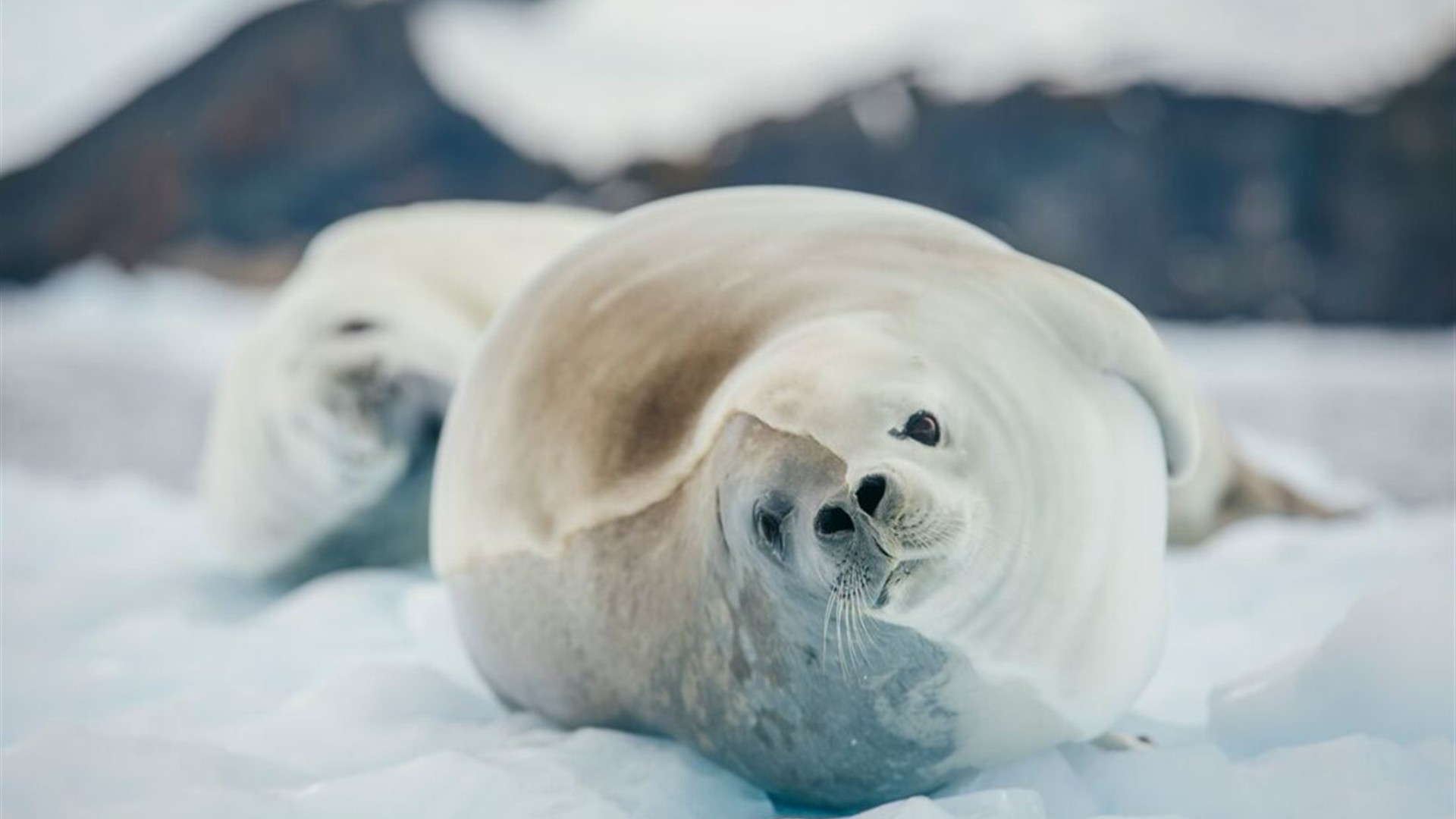 Celebrating New Year's in Antarctica (Ocean Albatros)